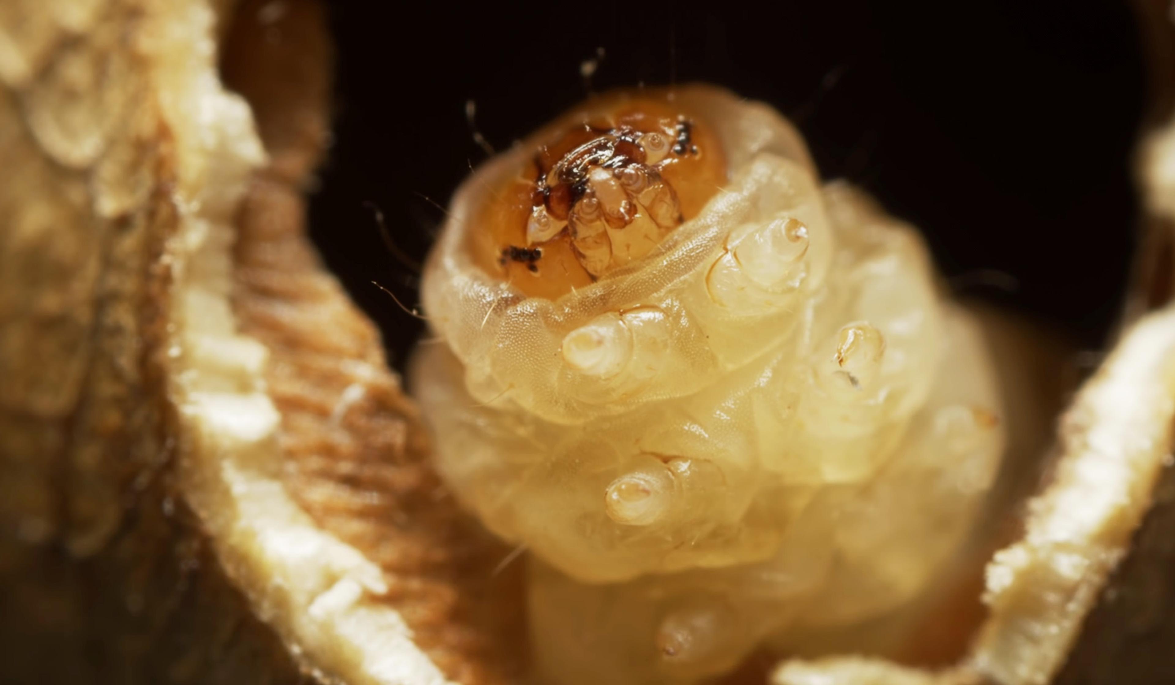Close-up photo of a bee pupa inside a hive, displaying intricate details of its developing body and surrounding honeycomb.