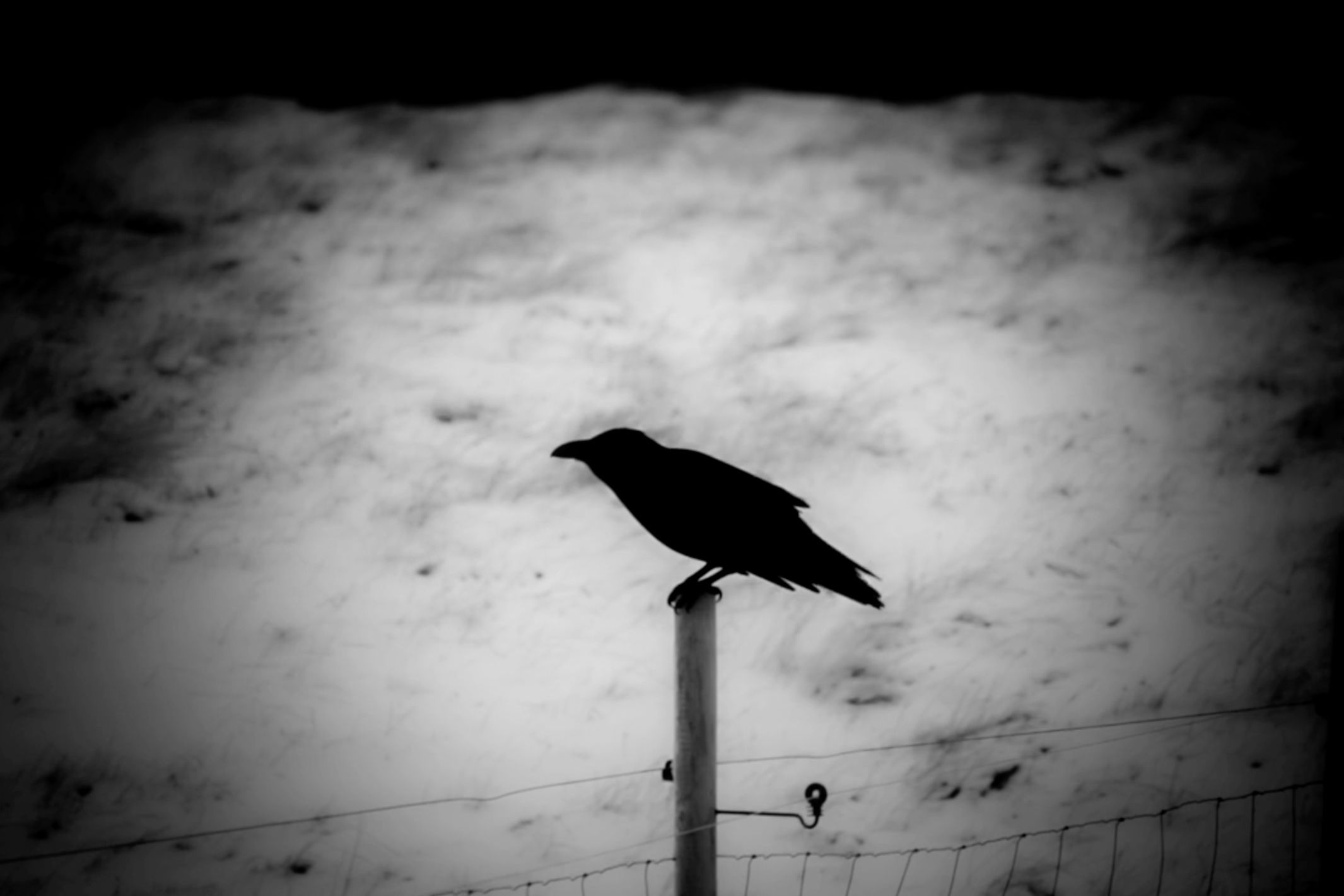 Black and white photo of a crow perched on a post against a snowy background.