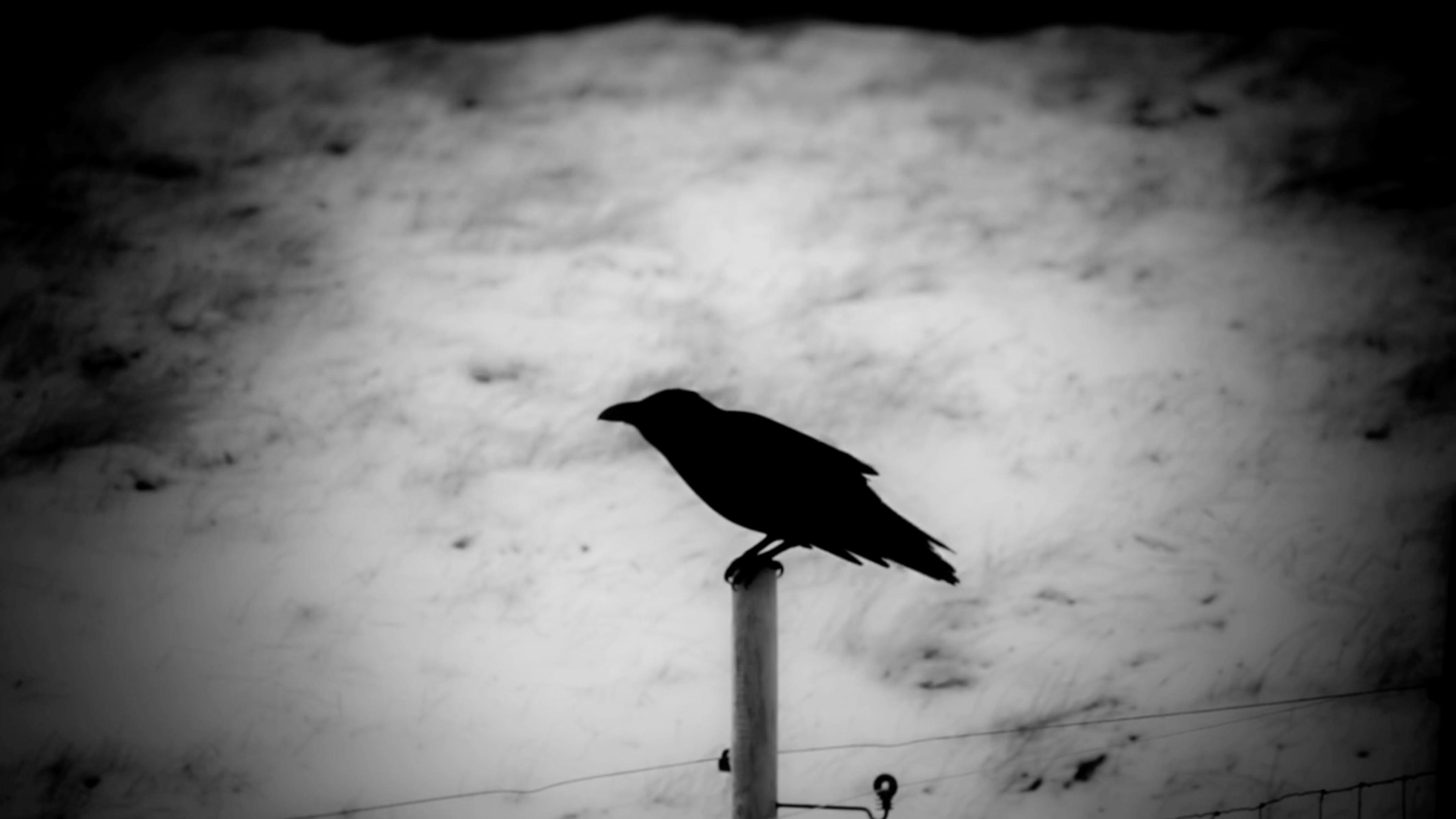 Black and white photo of a crow perched on a post against a snowy background.