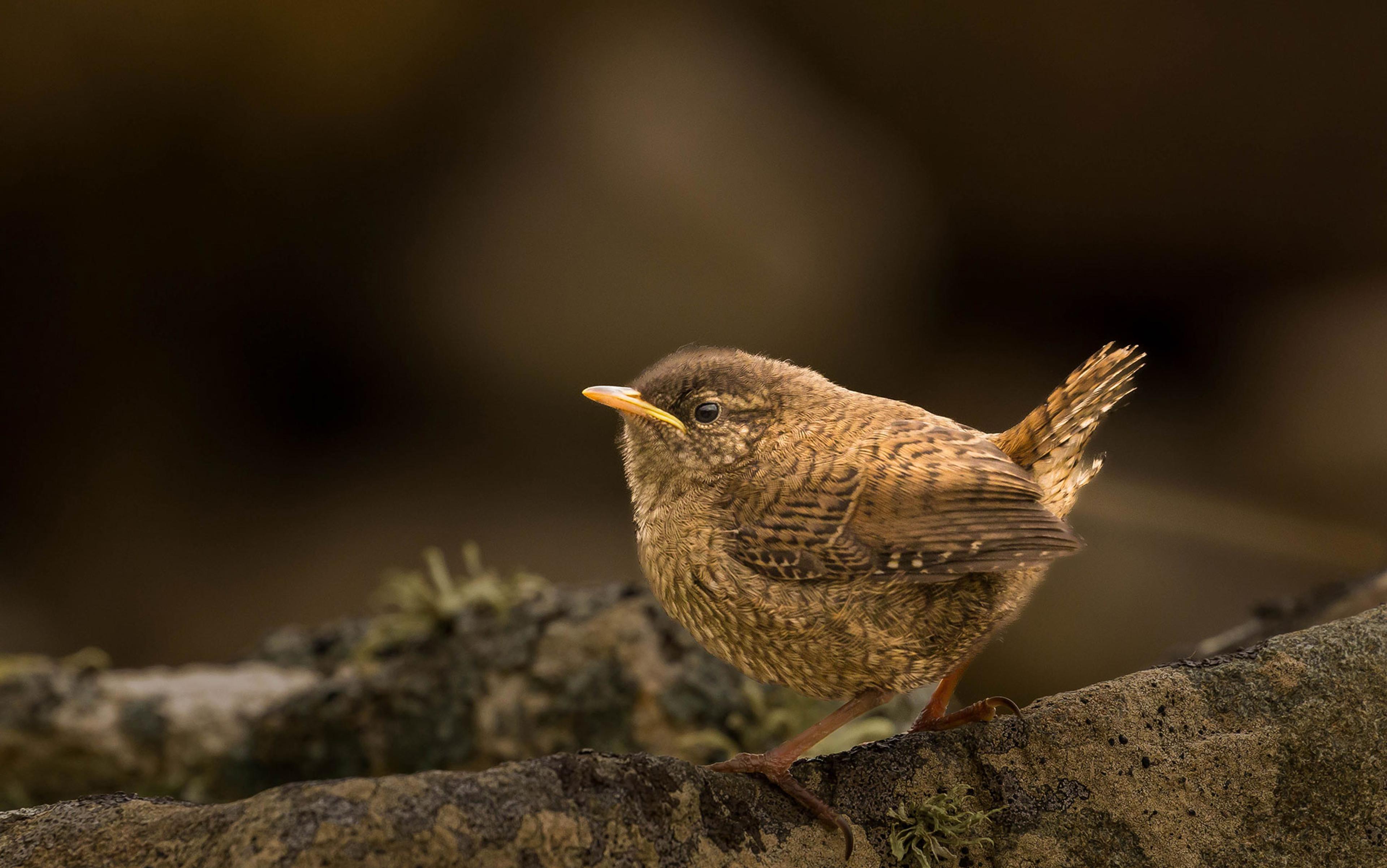 A brown wren standing on a rock with a blurred background.