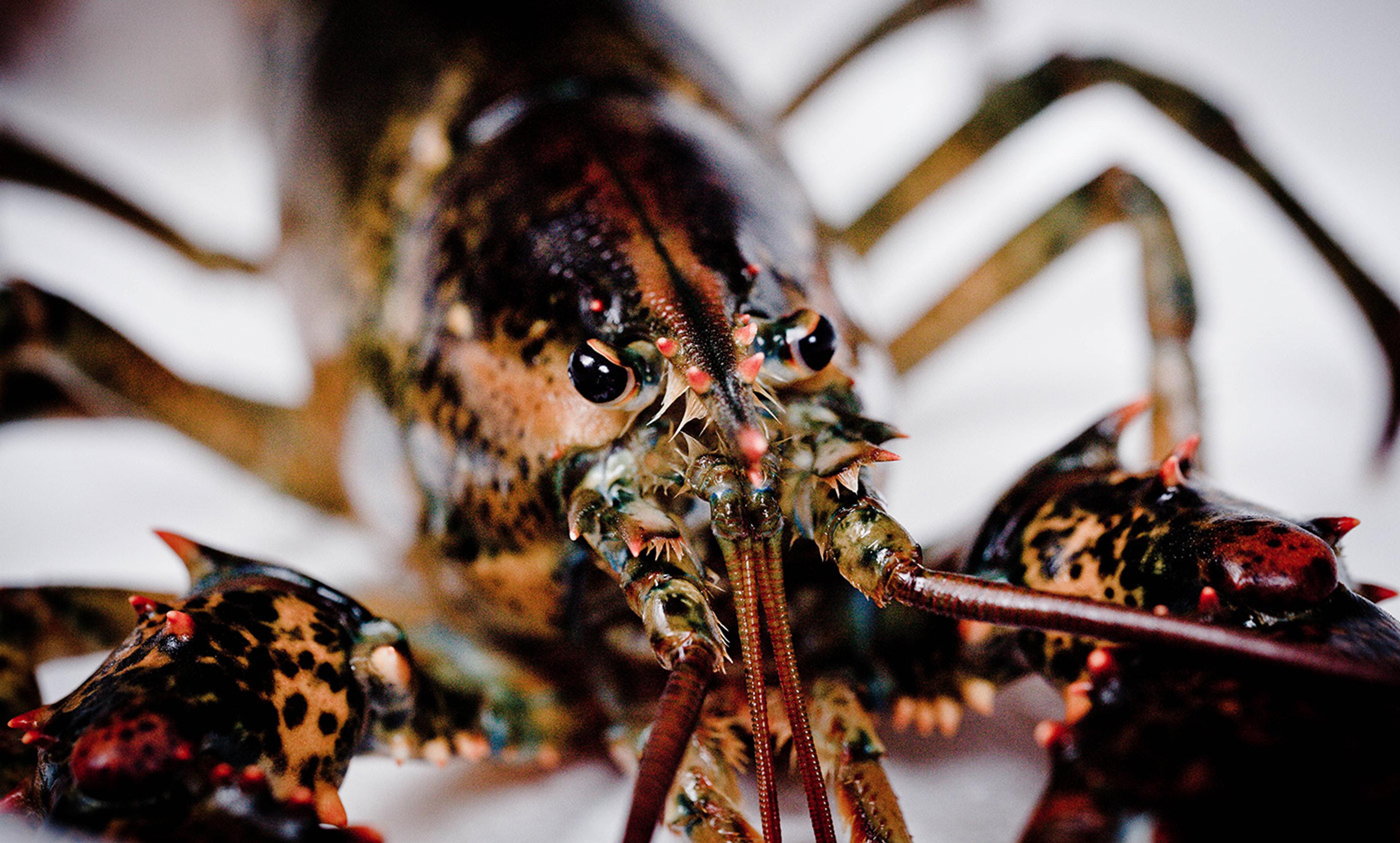 Close-up photo of a lobster showing its eyes, antennae and claws on a white background.