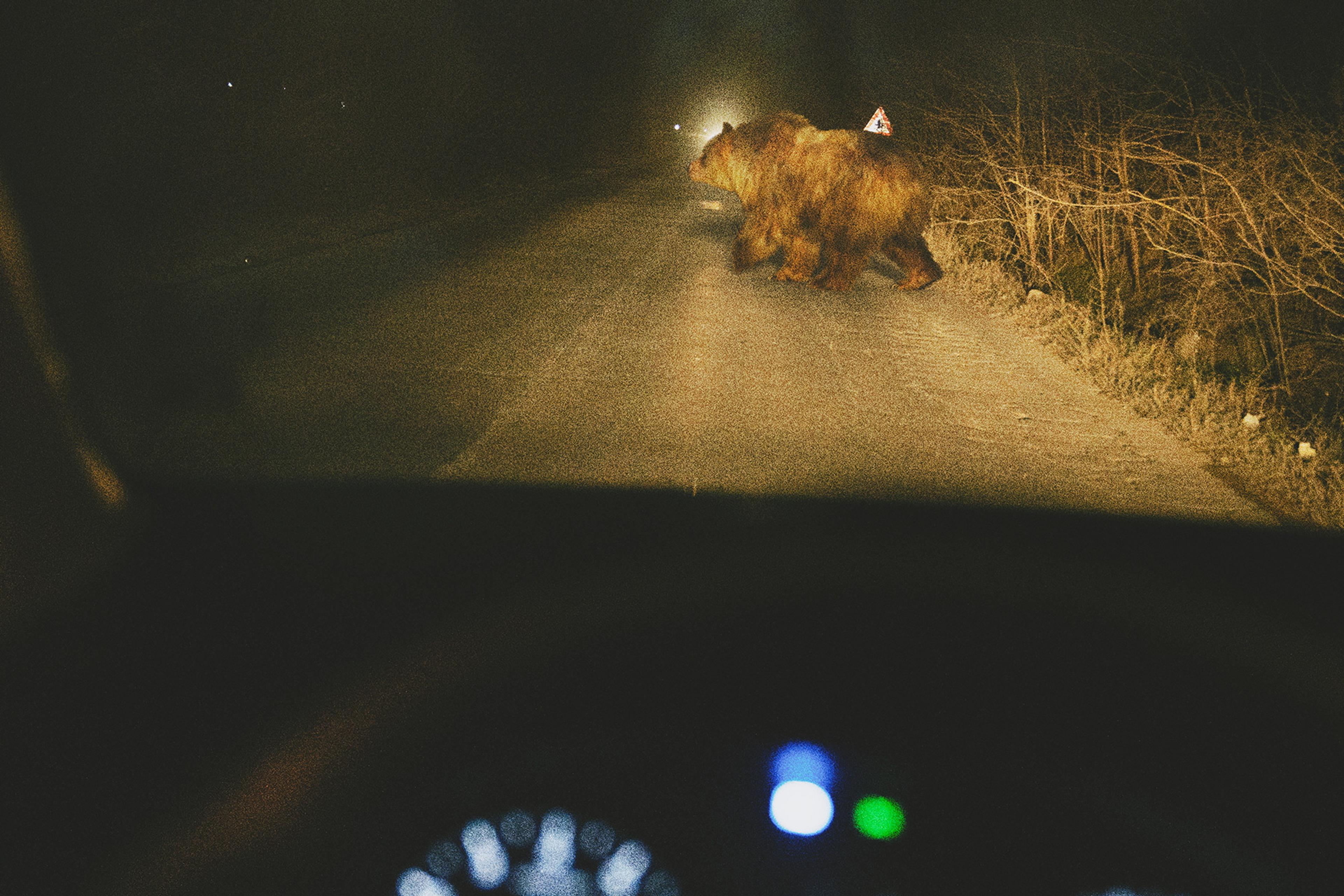 Photo of a bear crossing a dark road viewed from inside a car, dashboard visible in foreground.