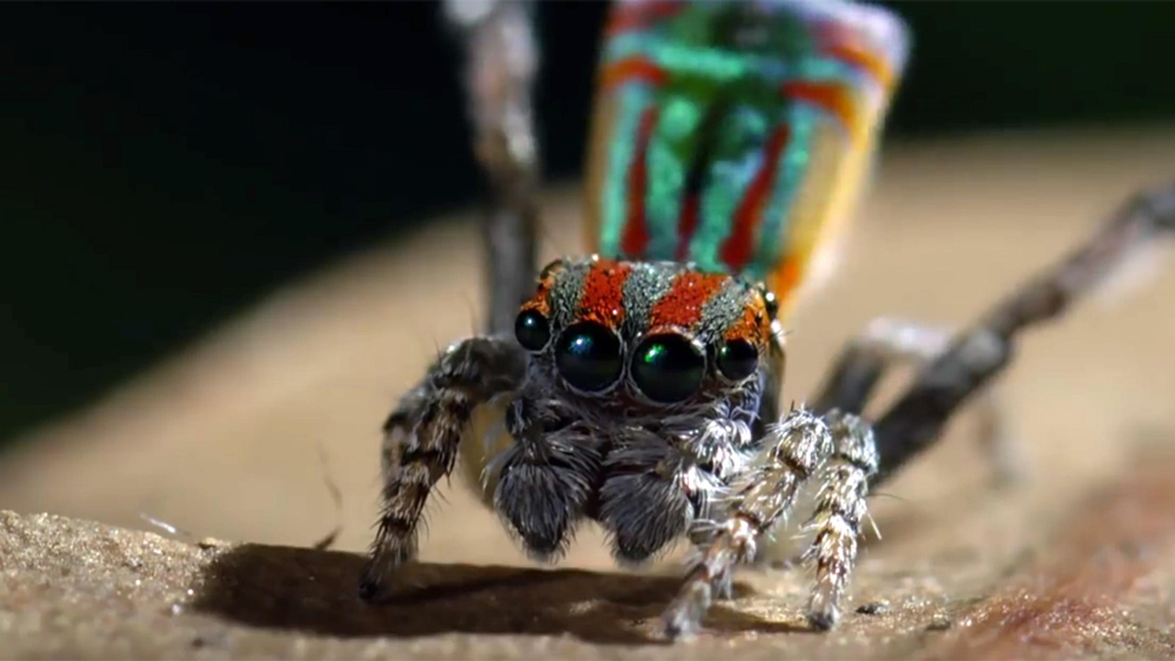 Close-up of a colourful peacock spider with iridescent markings on its body, standing on a wooden surface.