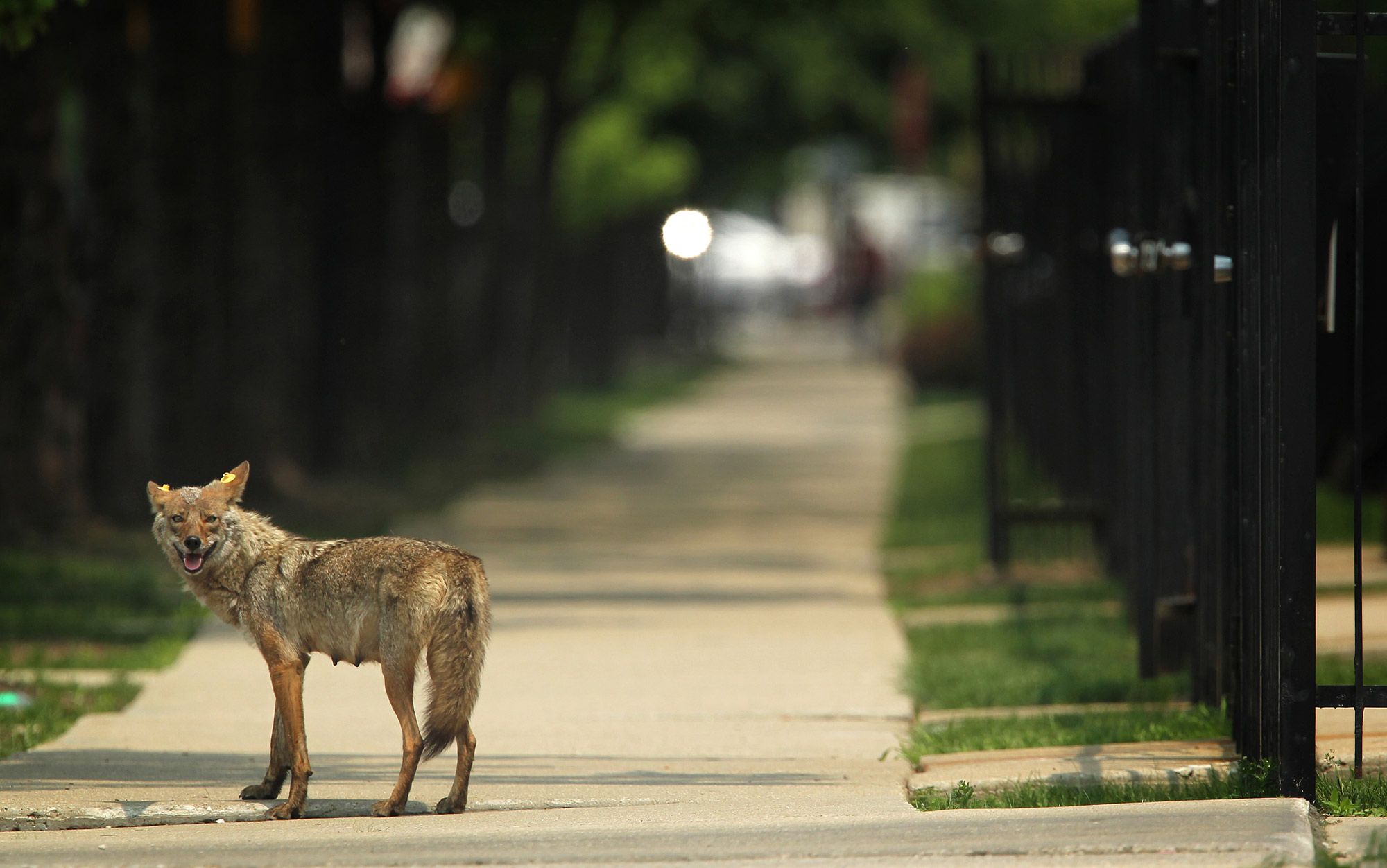 How to Clear 500,000 Feral Cats From New York's Streets - The New