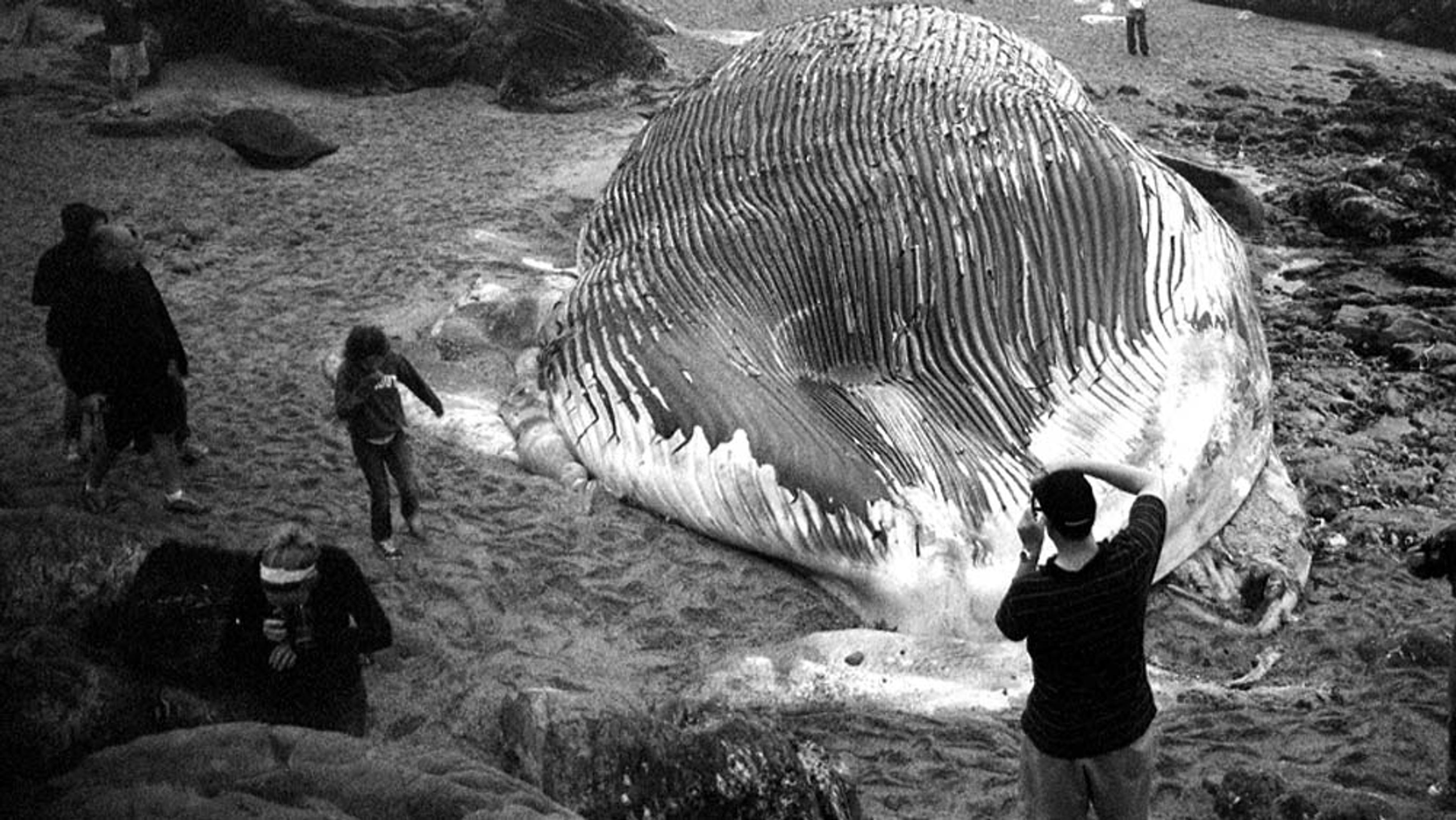 Black and white photo of people on a beach surrounding a large, beached whale. The whale appears decomposed and ridged.
