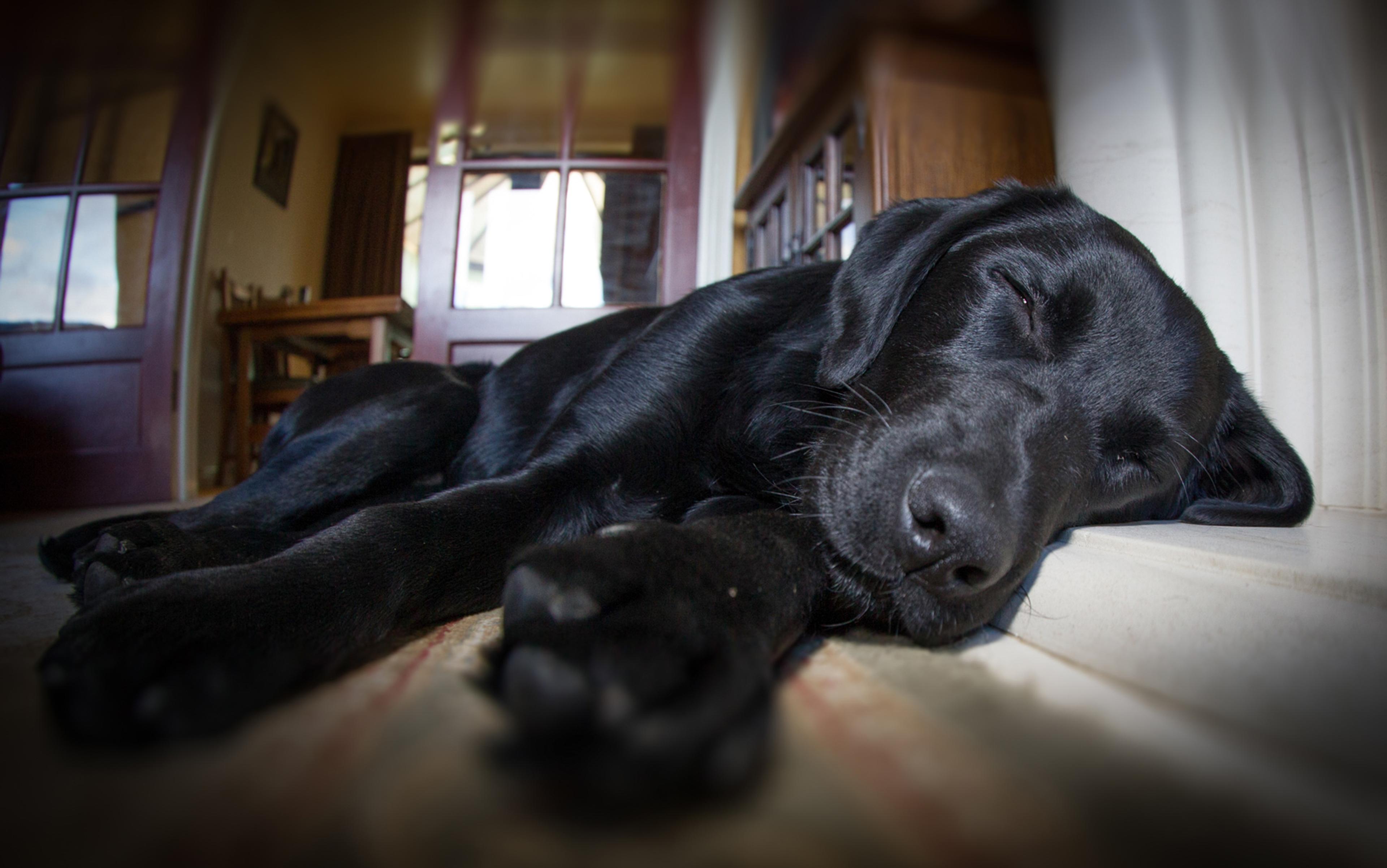 A black dog sleeps peacefully indoors on the floor, with a blurred background of a room featuring wooden furniture and double doors.