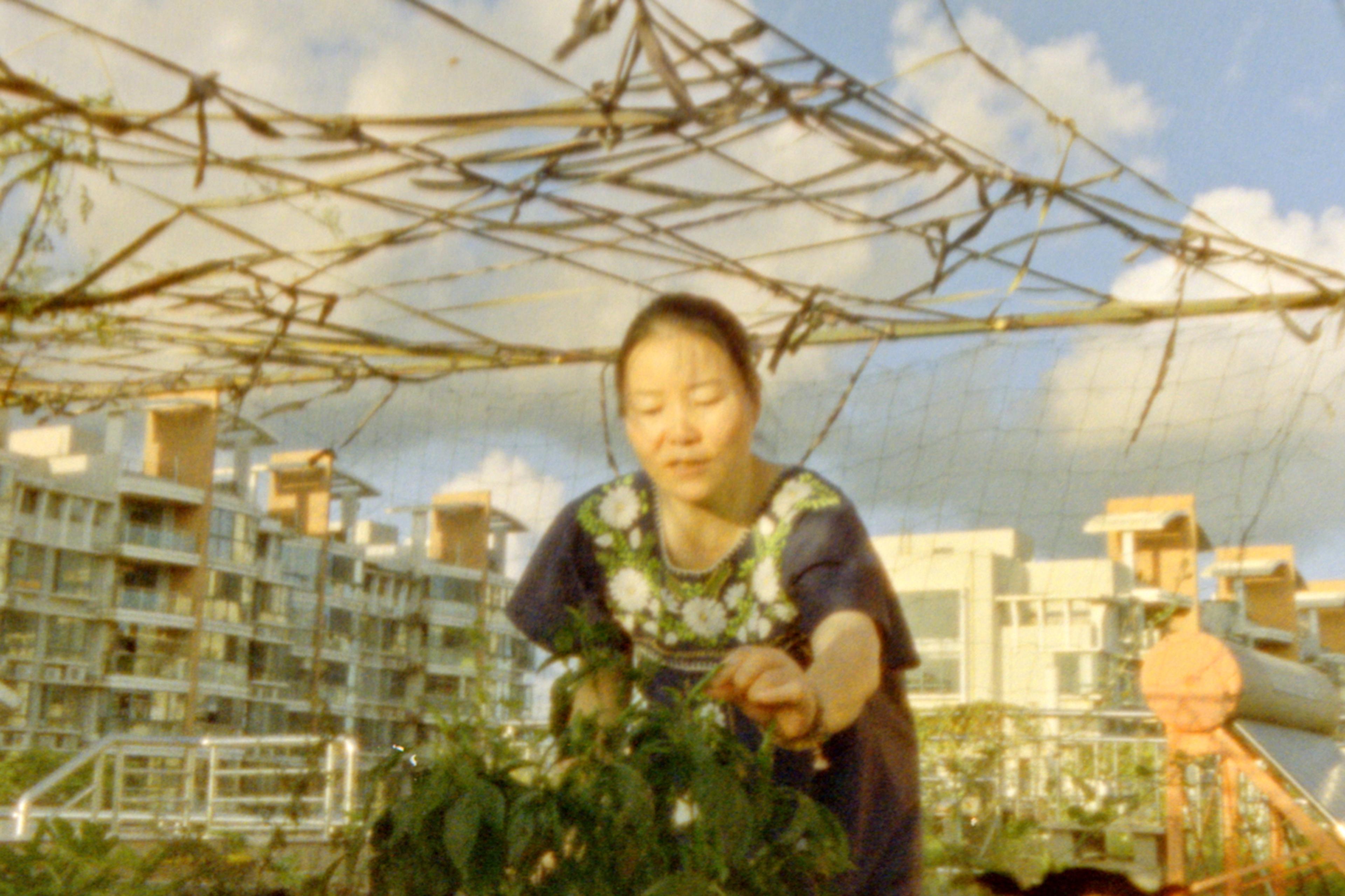 A Chinese middle-aged woman tending plants on a rooftop garden with residential buildings and a blue sky in the background.