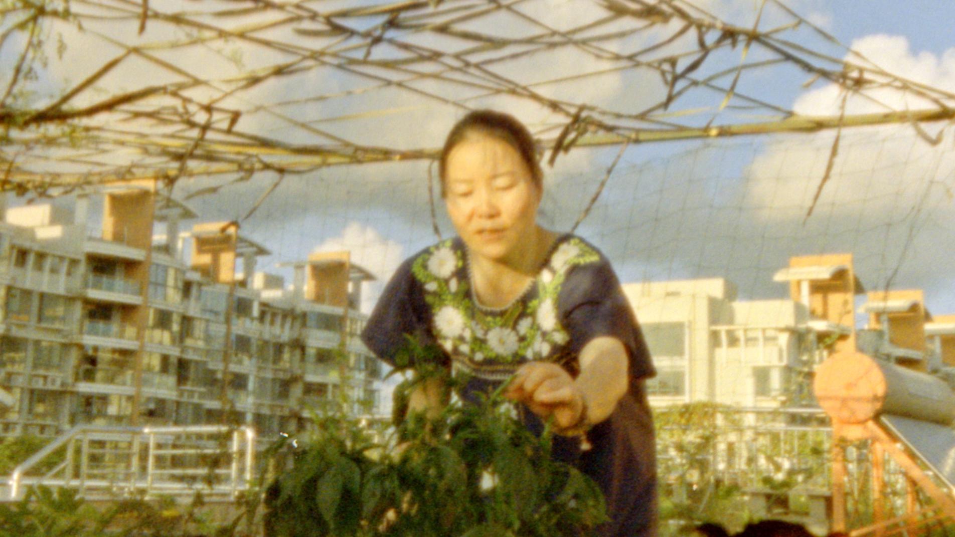 A Chinese middle-aged woman tending plants on a rooftop garden with residential buildings and a blue sky in the background.