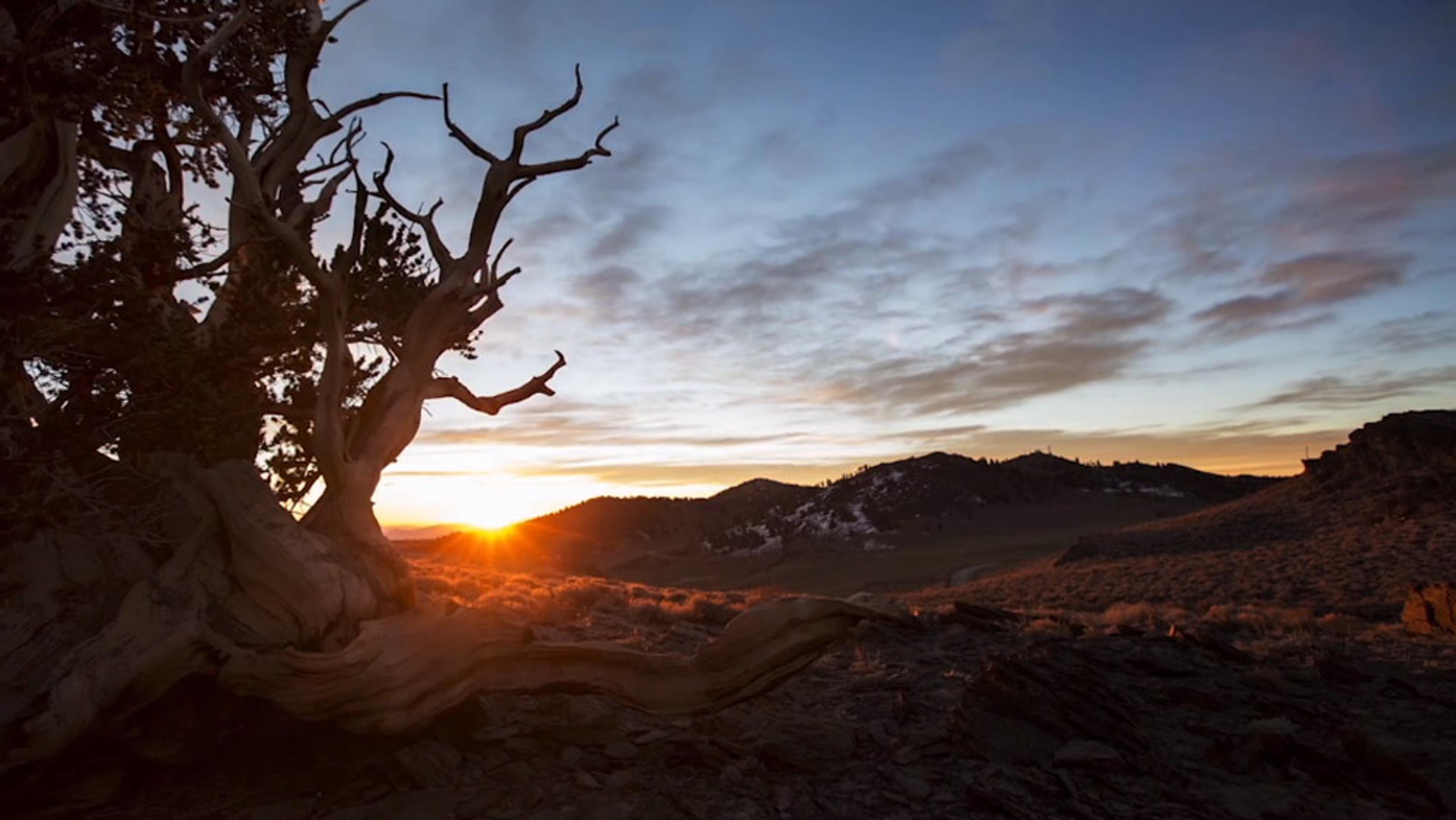 A mountainous landscape at sunset with a gnarled tree in the foreground, illuminated by the setting sun.