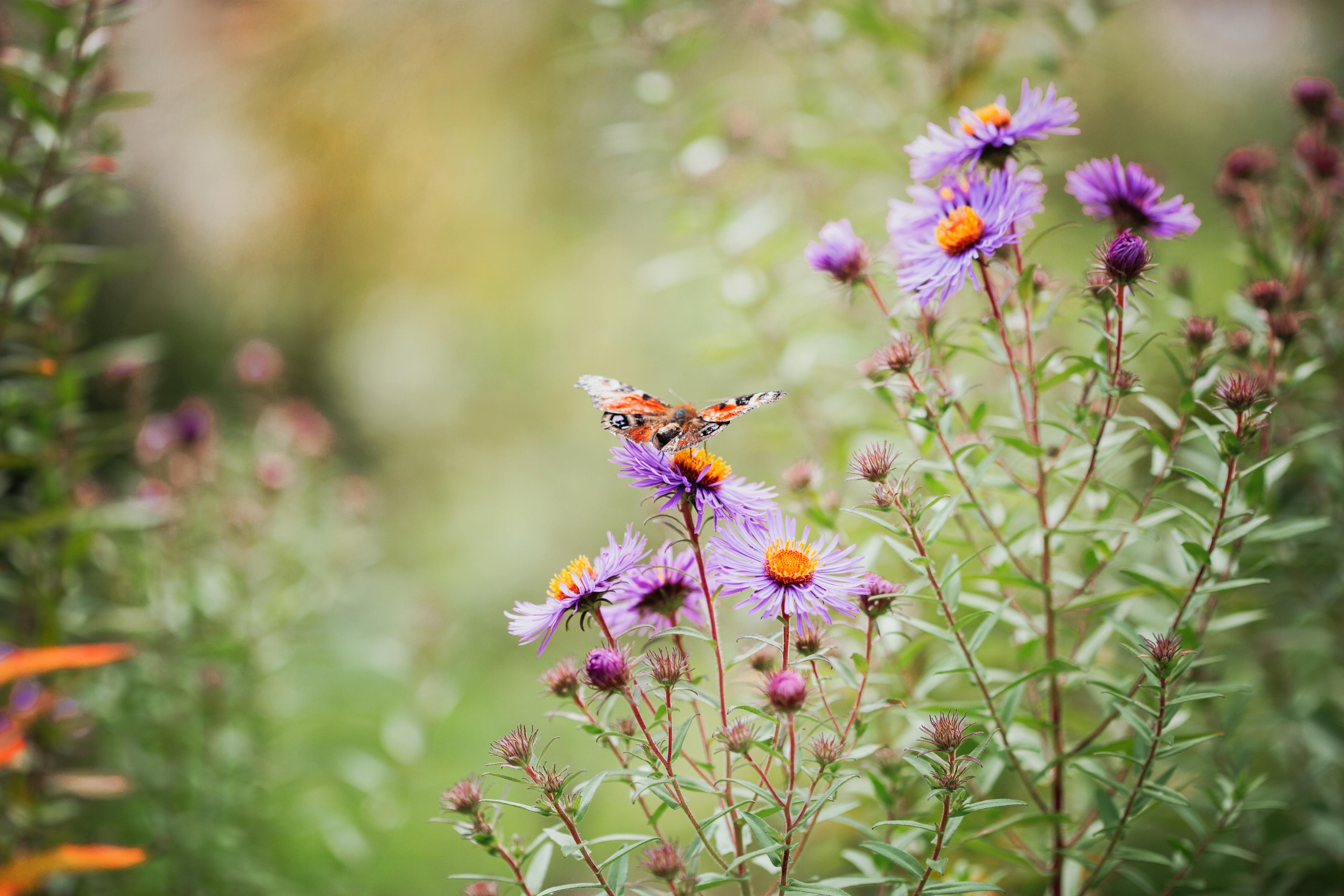 Photo of a butterfly on purple flowers with orange centres in a garden setting.
