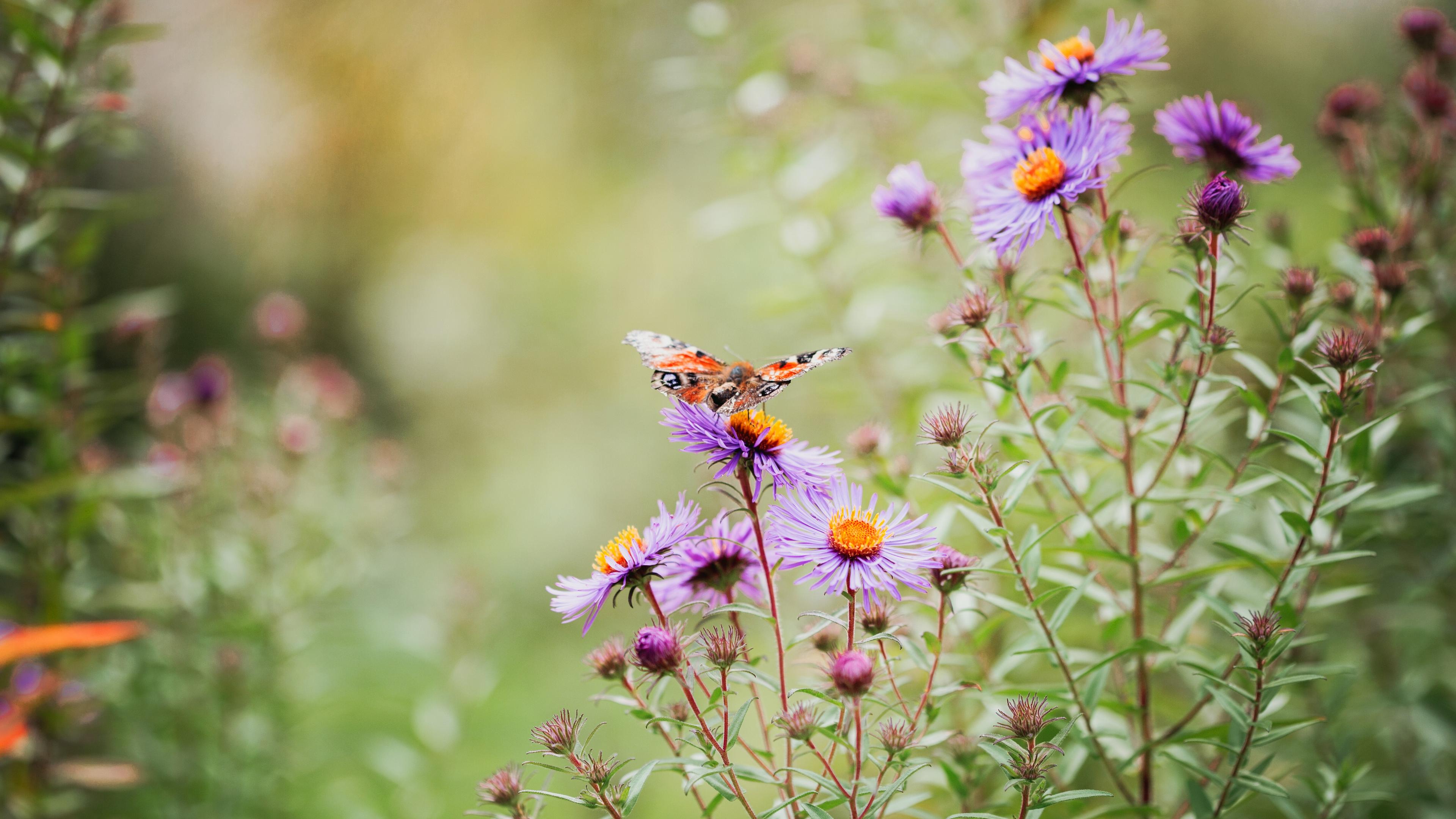 Photo of a butterfly on purple flowers with orange centres in a garden setting.