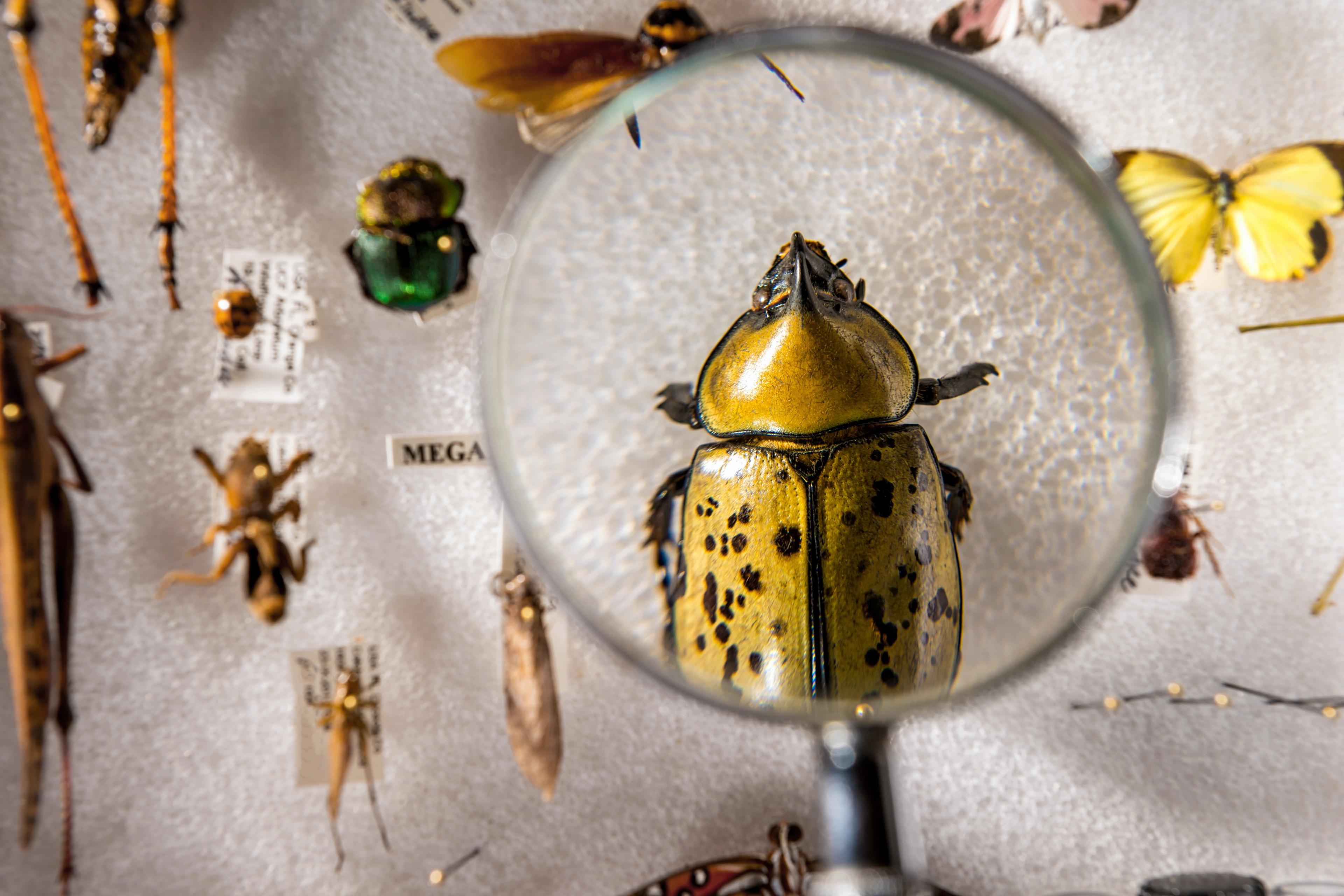 Photo of pinned insects on display, with a magnifying glass highlighting a large yellow and black beetle.