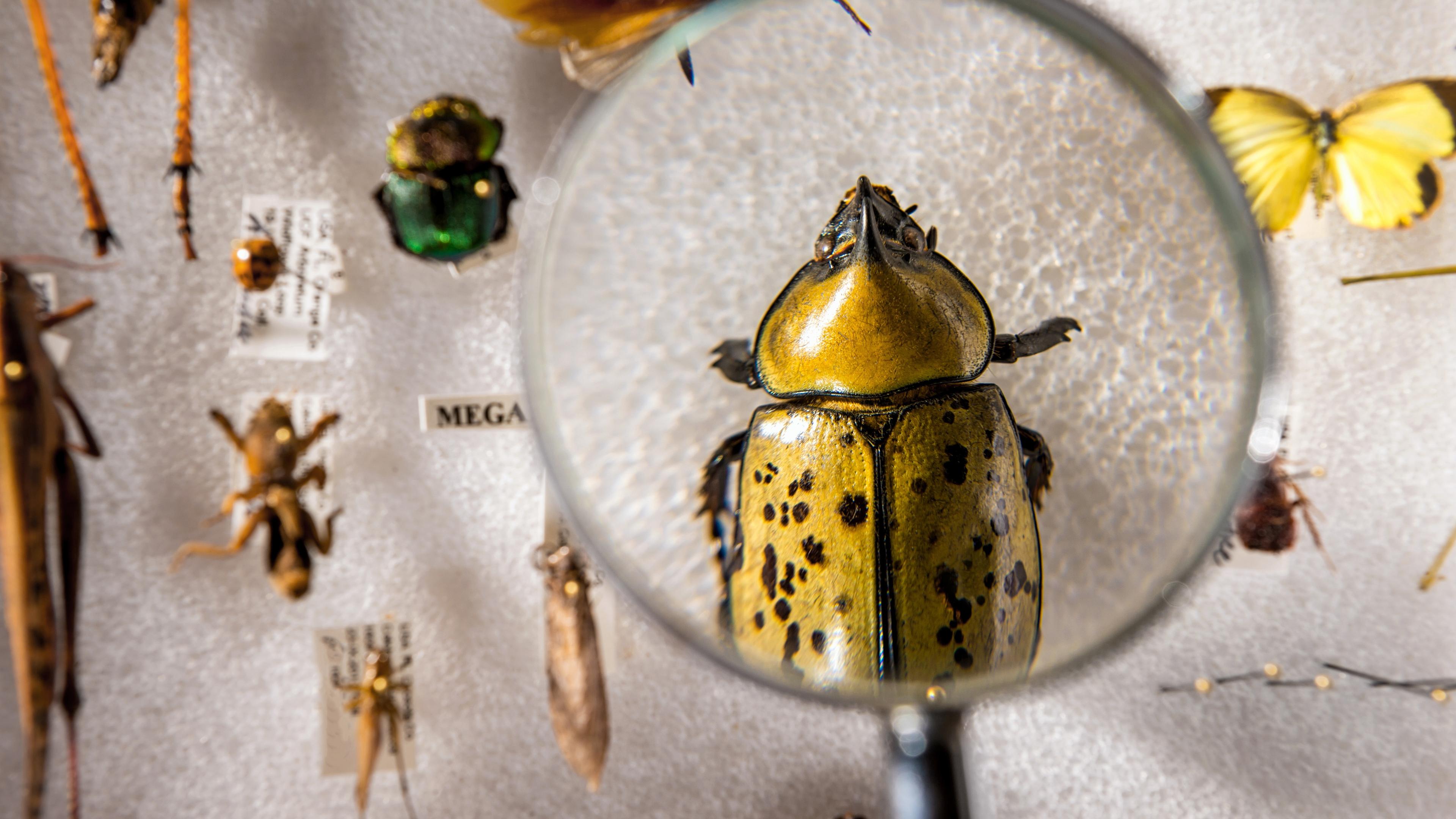 Photo of pinned insects on display, with a magnifying glass highlighting a large yellow and black beetle.