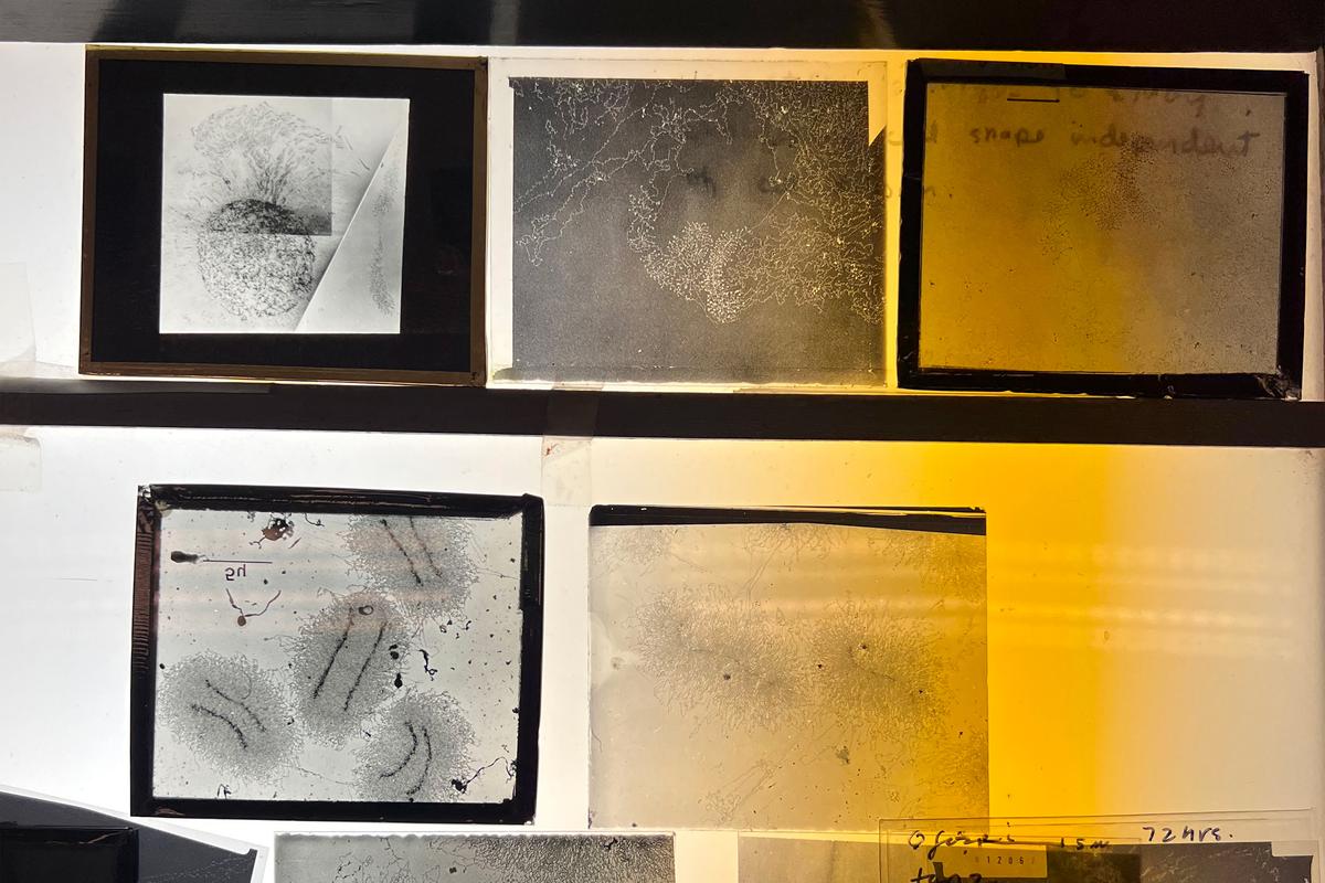 Far from junk: the clock in our DNA and its discoverer - Aeon