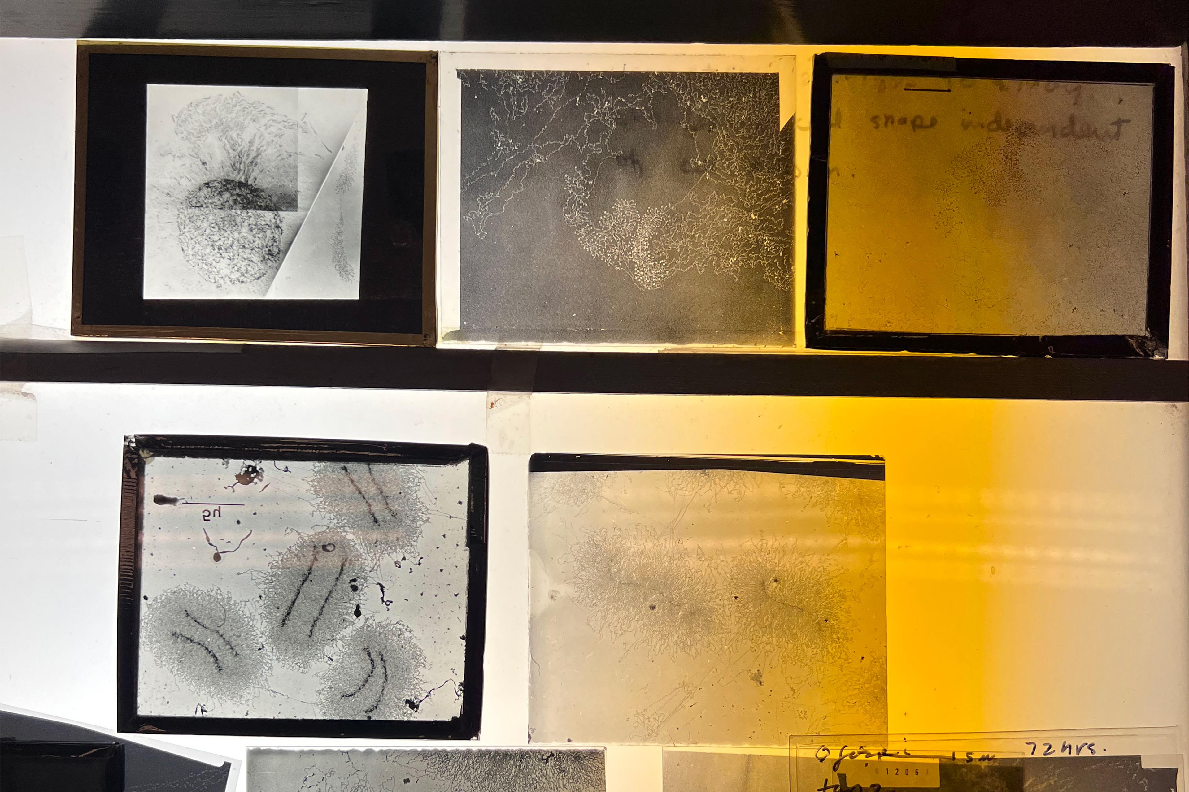 Microscope slides with various textures and markings, some labelled, with a yellow hue on the right side.