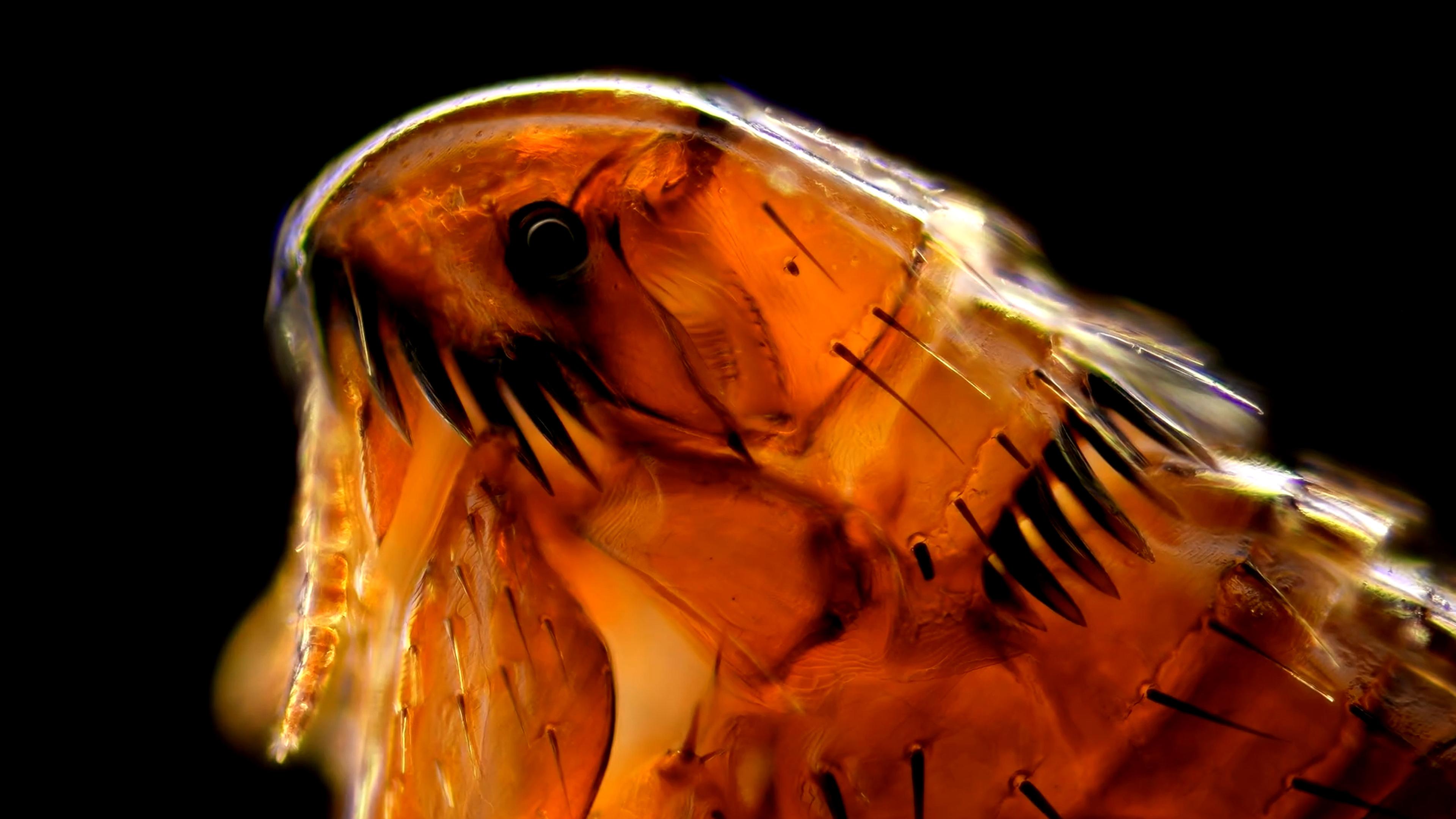 Microscope photo of a flea’s head showing detailed orange and black features against a black background.