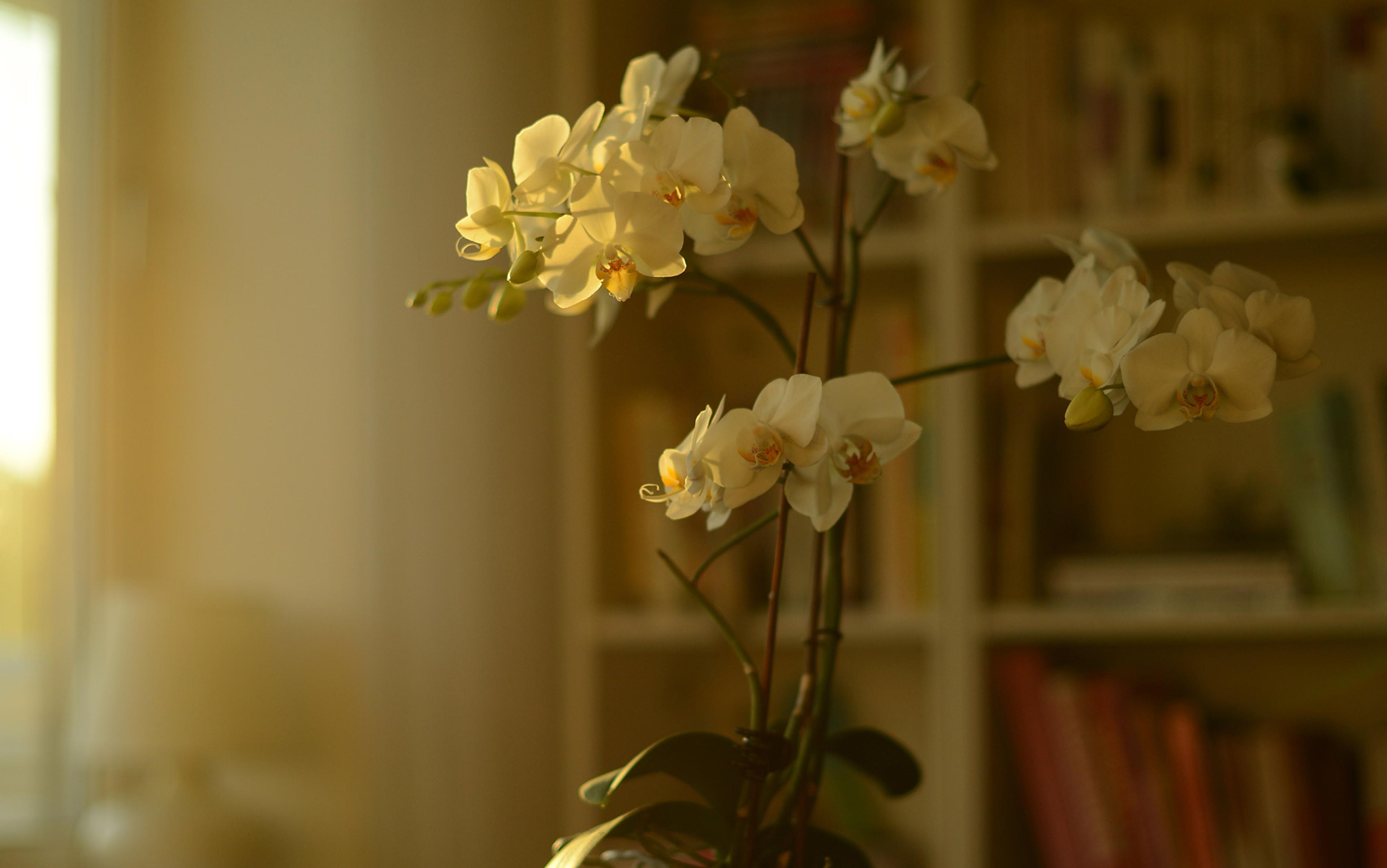 A yellow orchid flower in a vase is lit by sunlight from a side window in a living room. The background is out of focus
