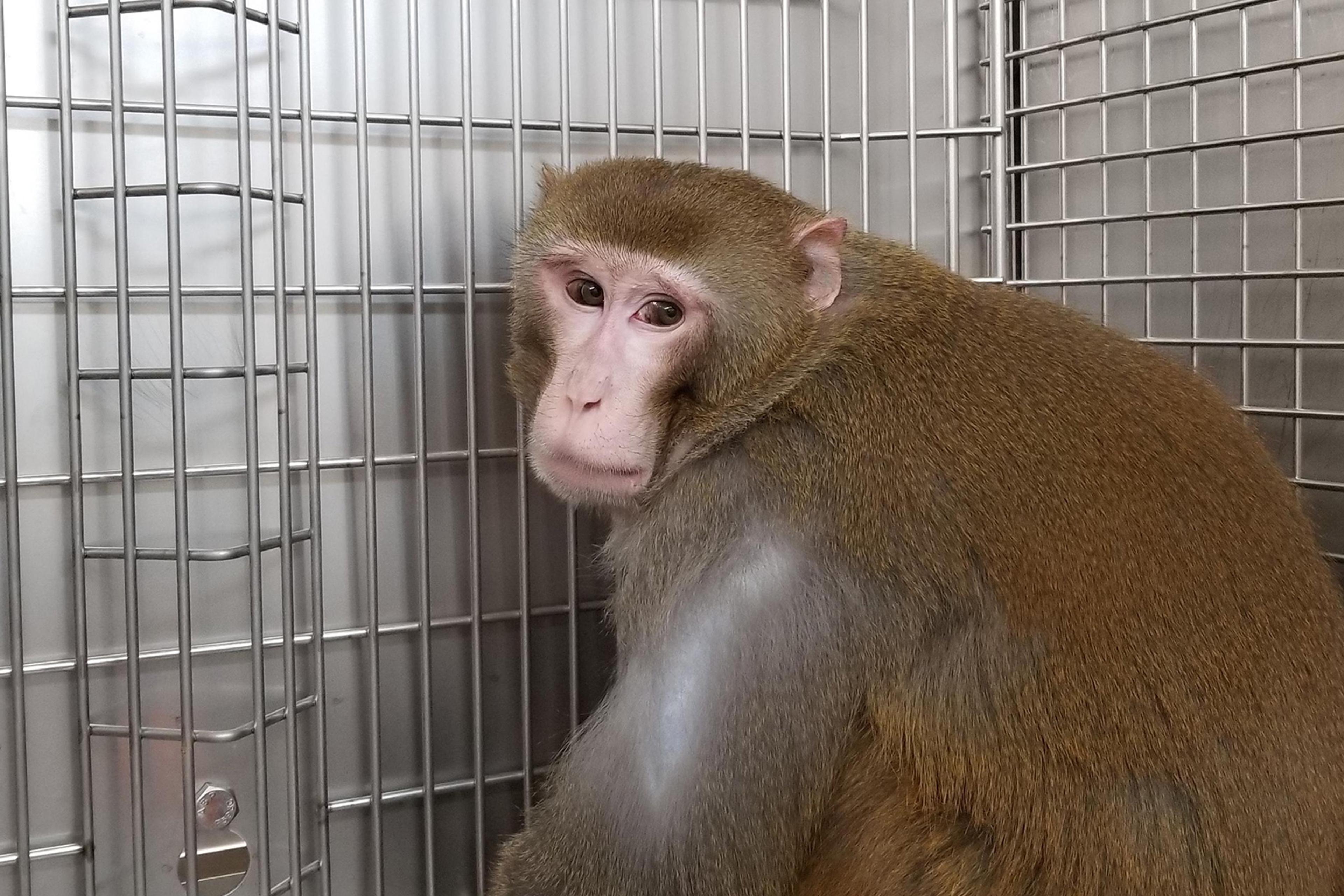 Photo of a monkey in a metal cage looking back at the viewer with a neutral expression.