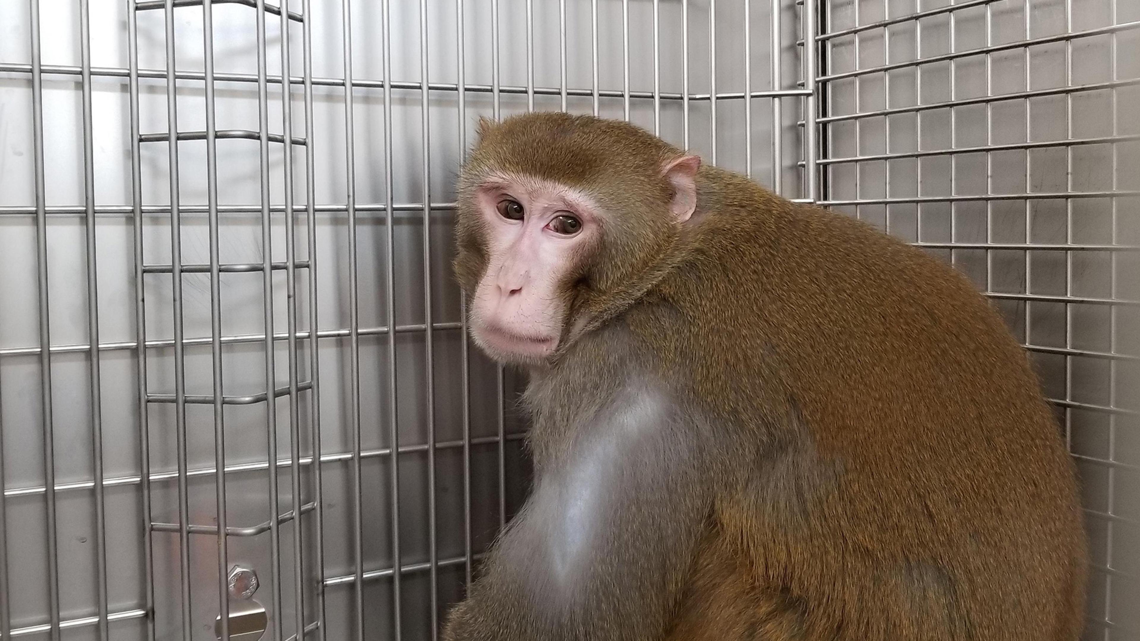 Photo of a monkey in a metal cage looking back at the viewer with a neutral expression.
