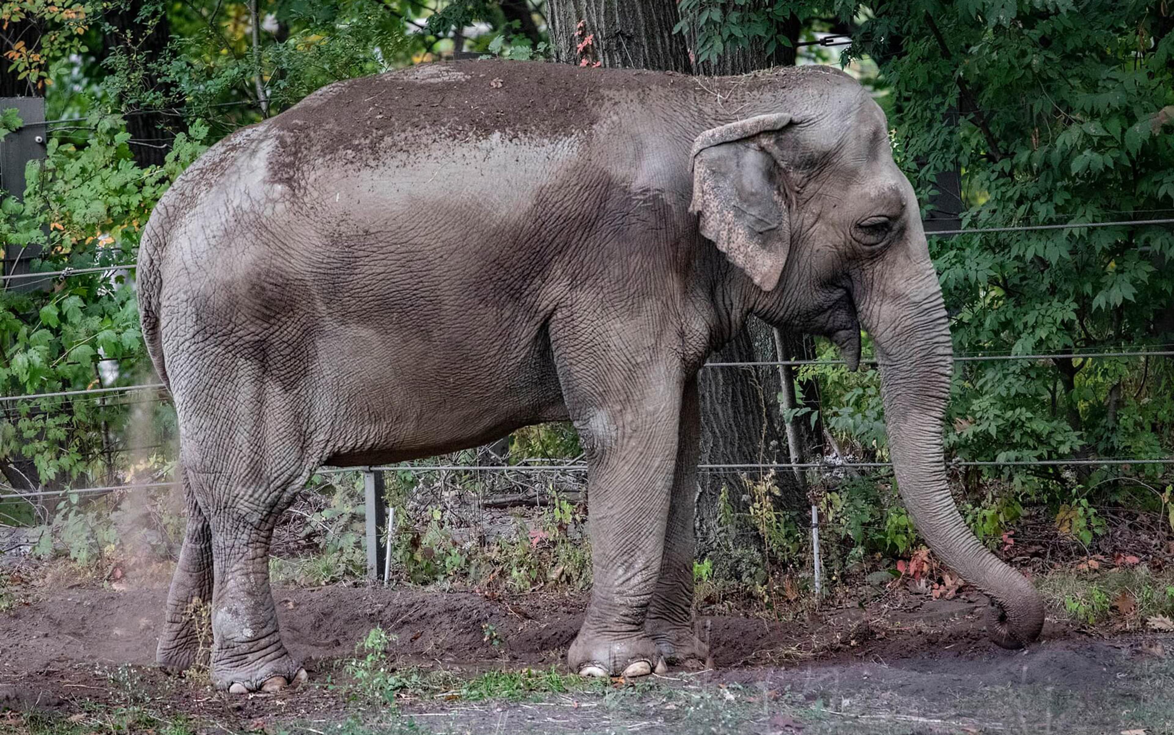 Happy the elephant: lessons for the future of animal rights law