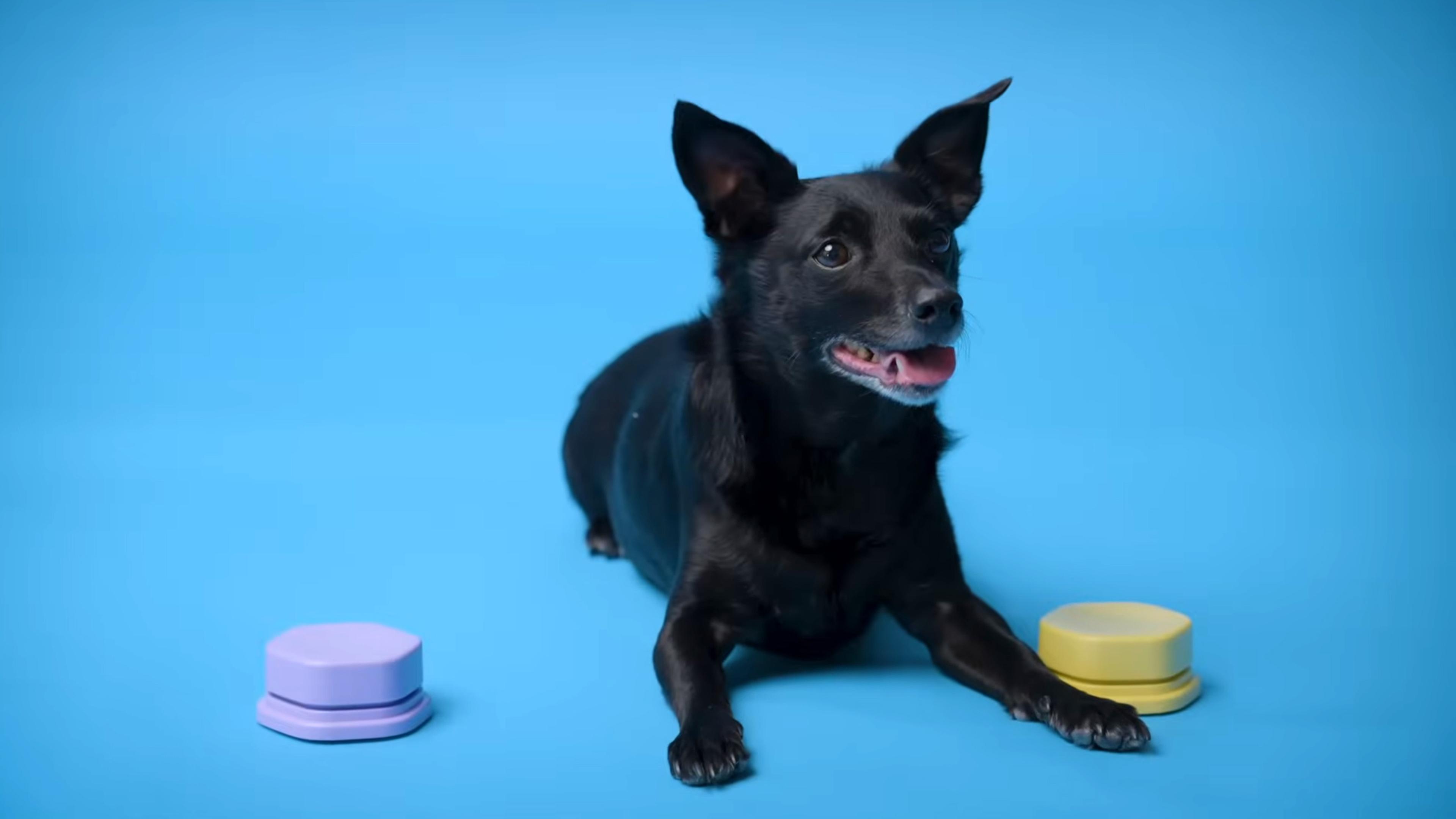 Photo of a black dog lying on a blue background with a purple button on its left and a yellow button on its right.