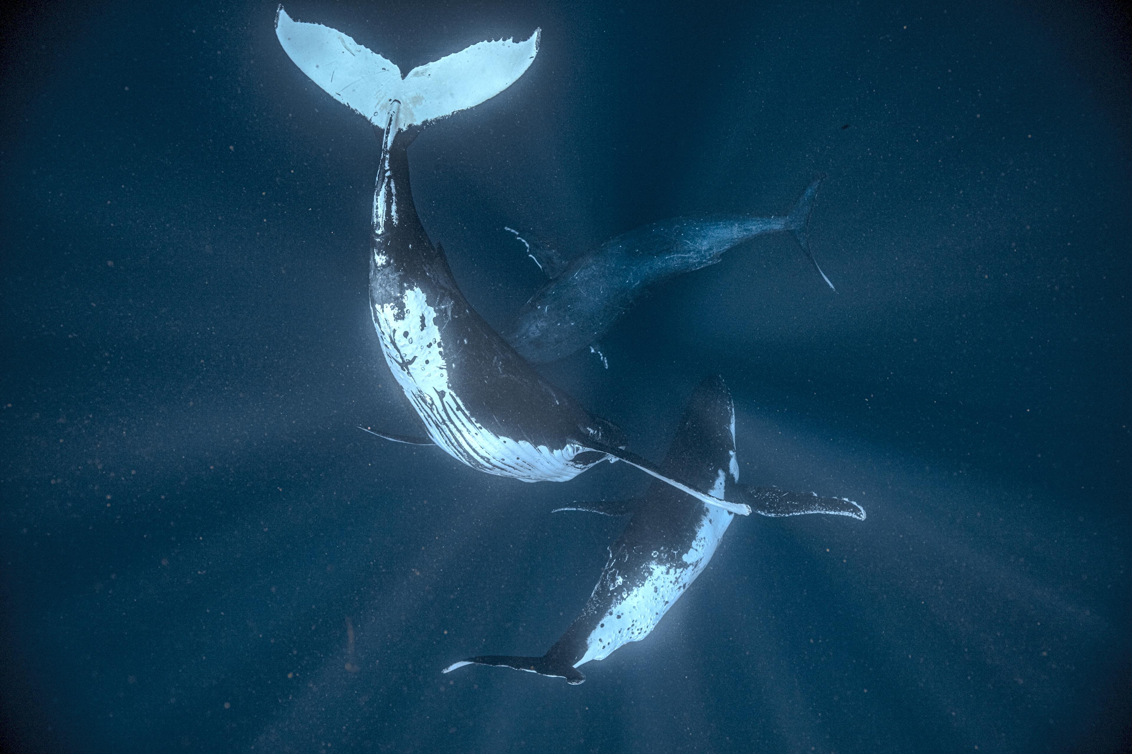 Photo of three humpback whales swimming underwater in a dark blue ocean, illuminated by sunlight filtering through the water.