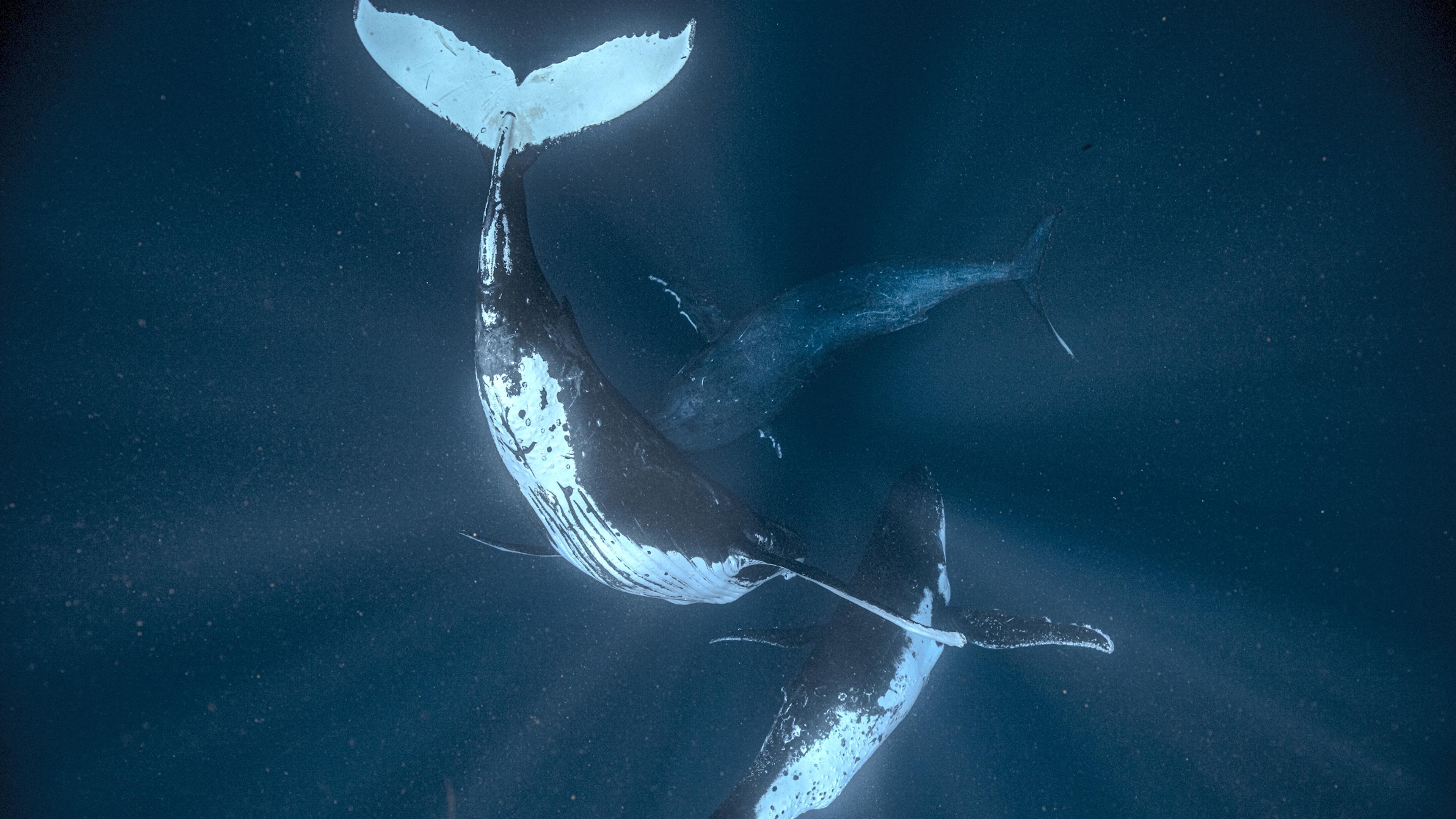Photo of three humpback whales swimming underwater in a dark blue ocean, illuminated by sunlight filtering through the water.
