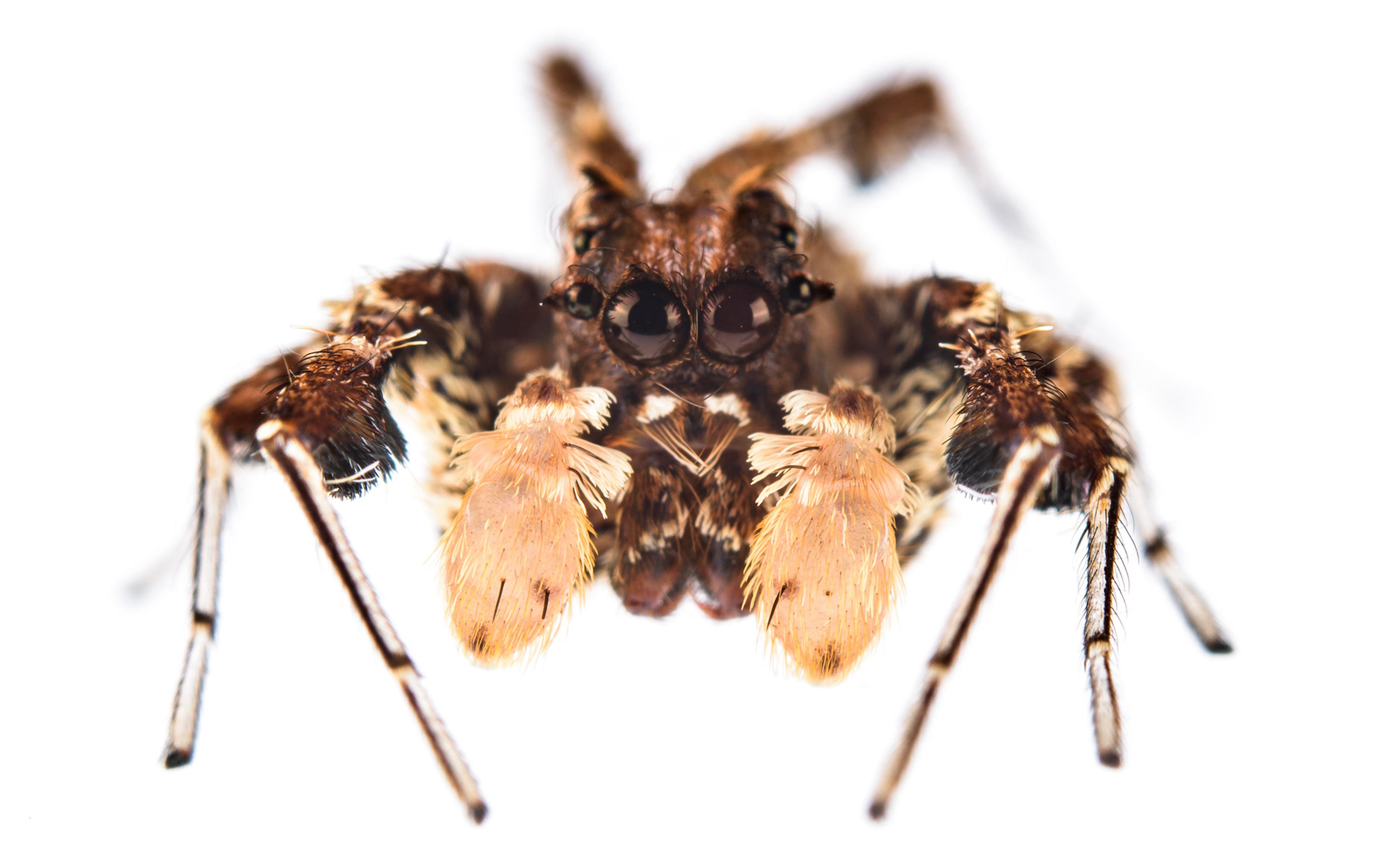 Close-up image of a jumping spider showing its detailed features, including multiple eyes, hairy legs, and fangs. The spider is facing forward with a white background.