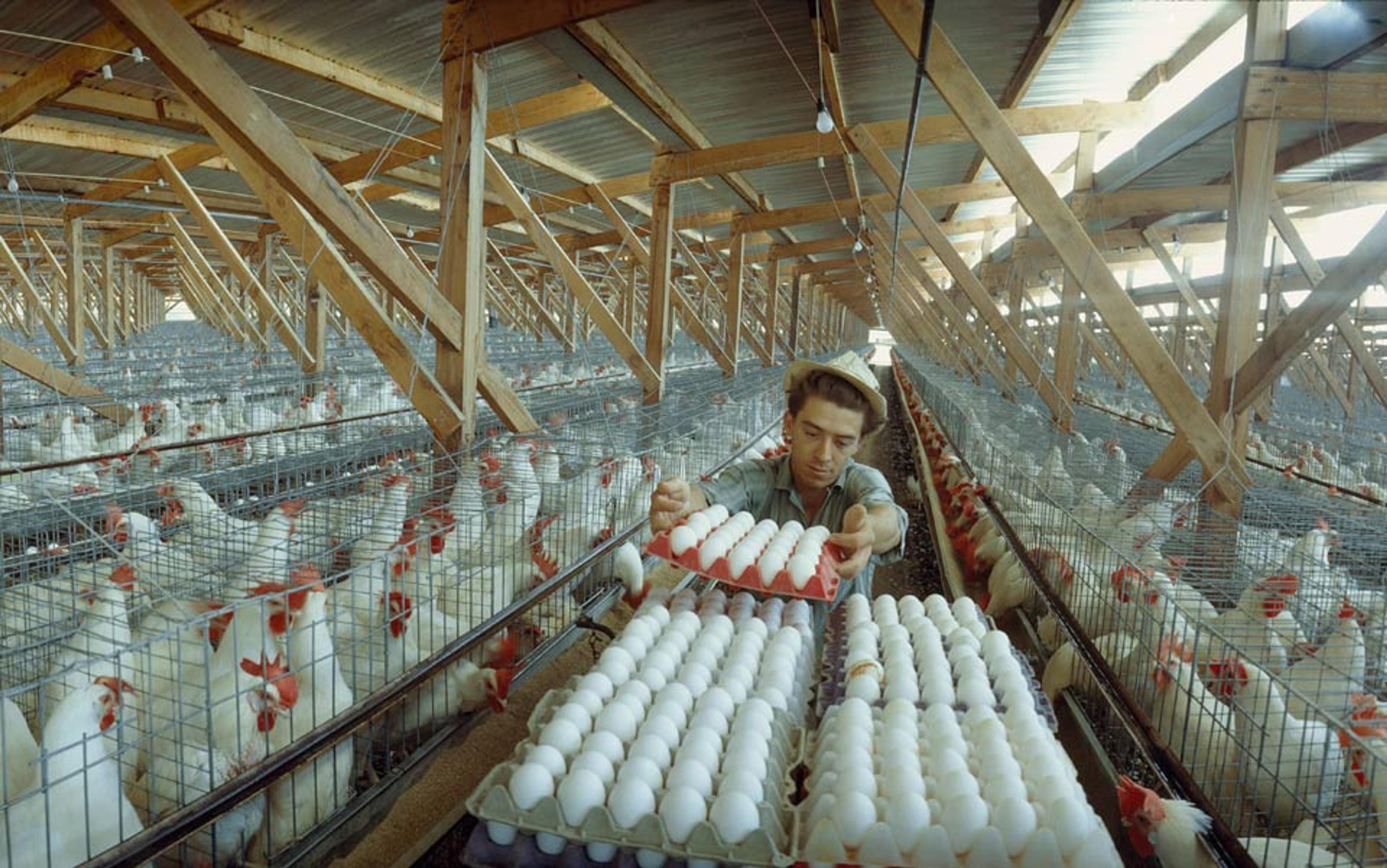 A man in a large chicken farm placing eggs onto a tray surrounded by chickens in metal cages under a wooden roof.