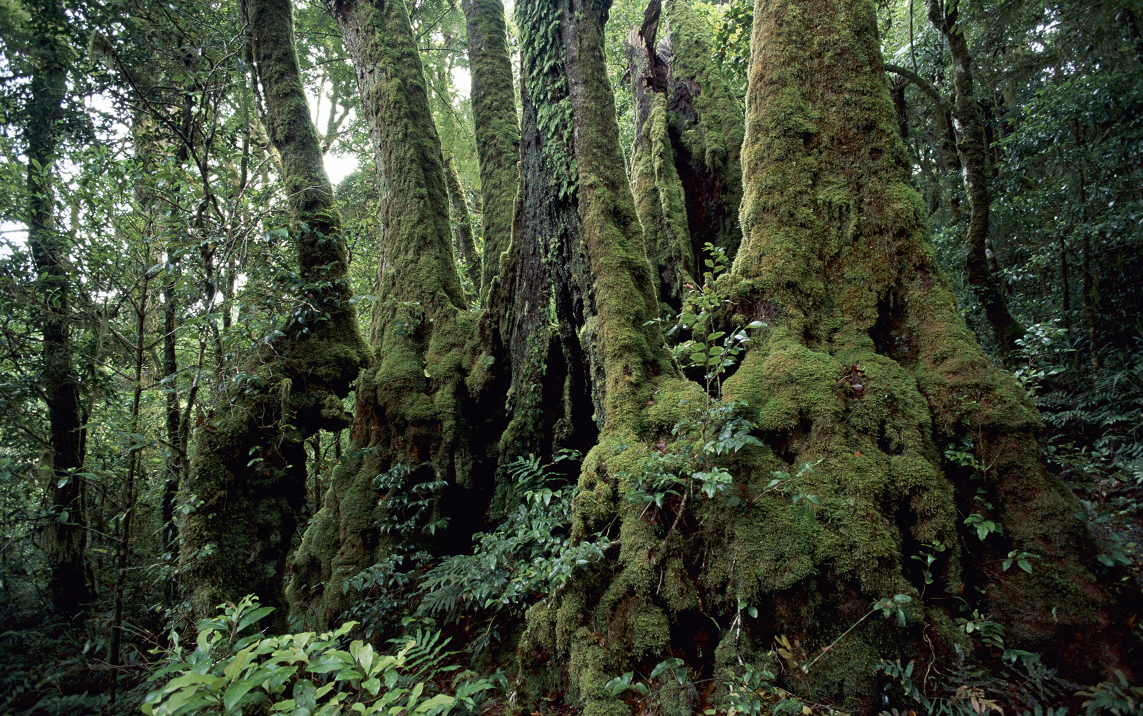 Old trees in a dense forest covered in thick green moss and surrounded by lush vegetation on the forest floor.