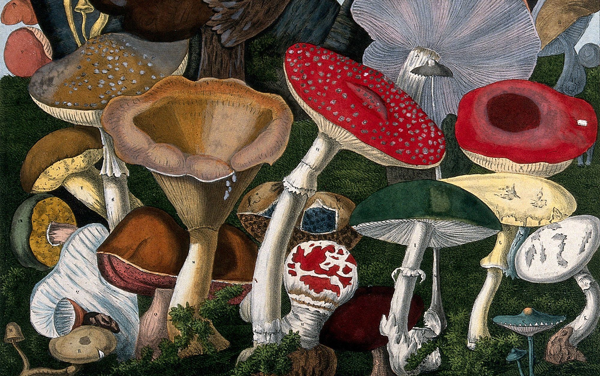Mushroom foraging is deadly. Why am I doing it? | Aeon Essays