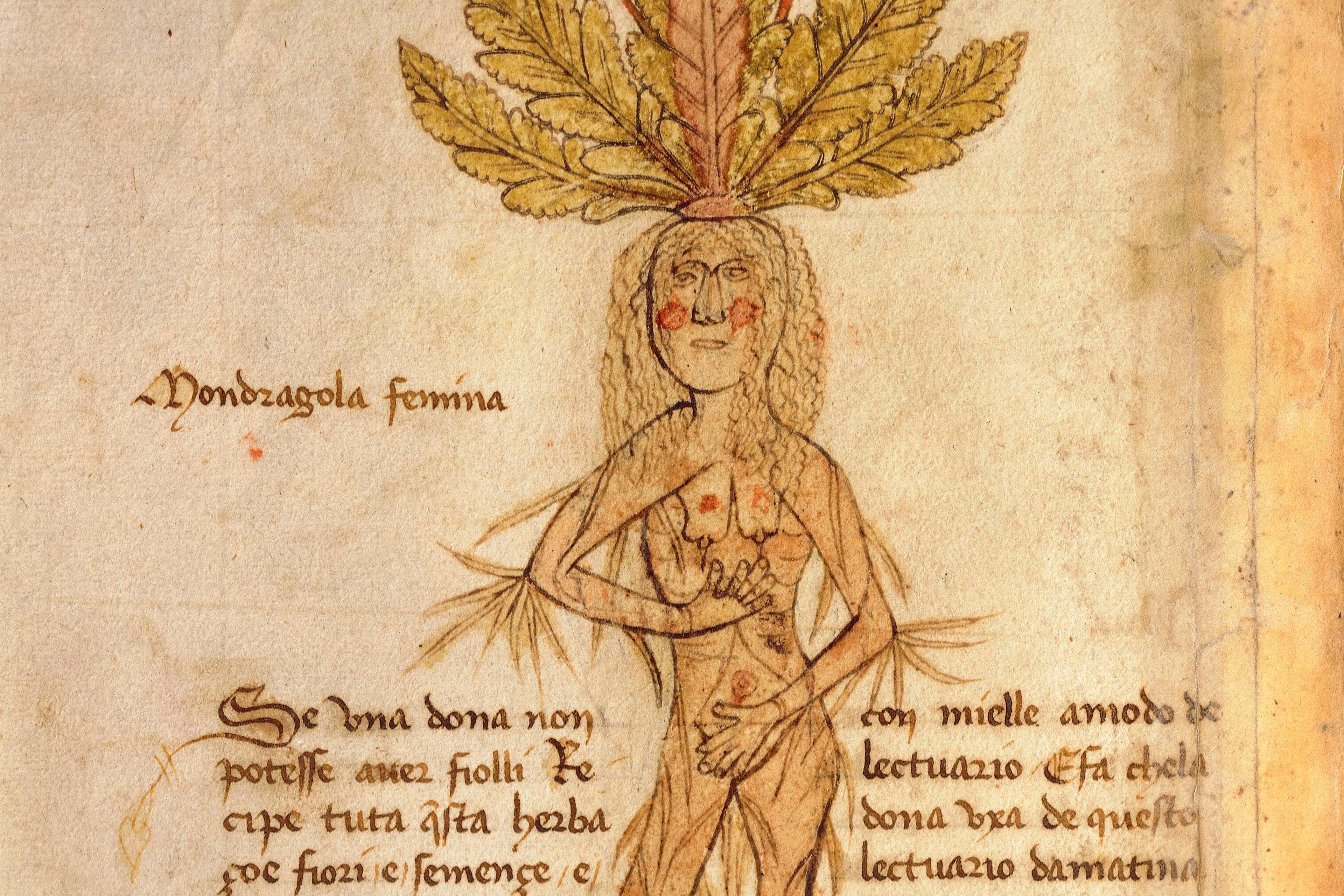 Medieval manuscript illustration of a mandrake plant with human features, surrounded by handwritten text.