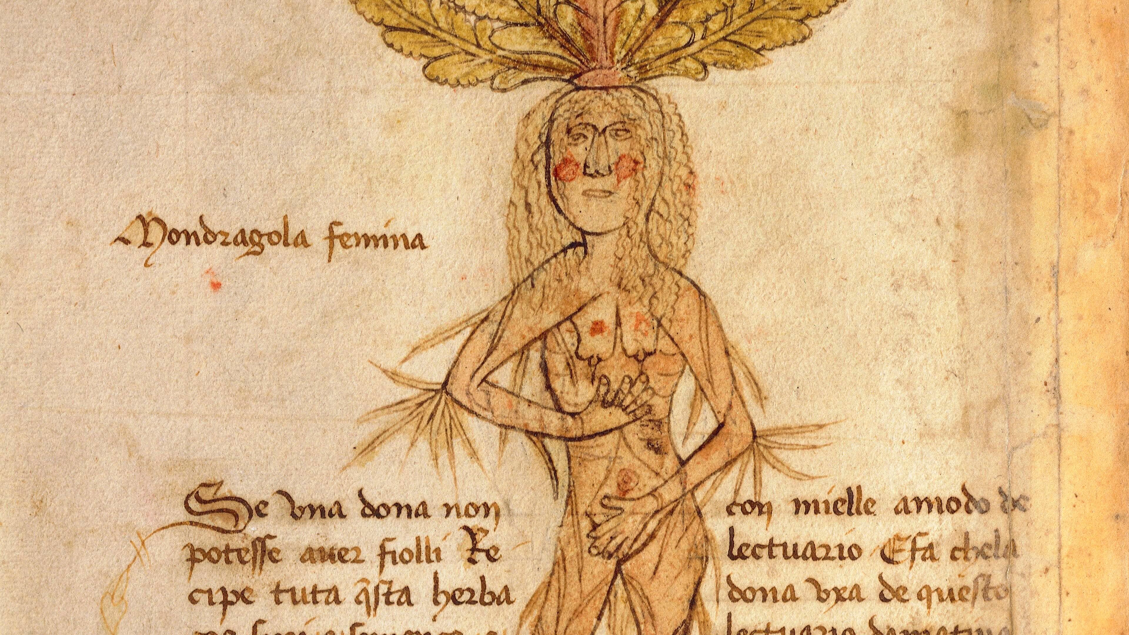 Medieval manuscript illustration of a mandrake plant with human features, surrounded by handwritten text.
