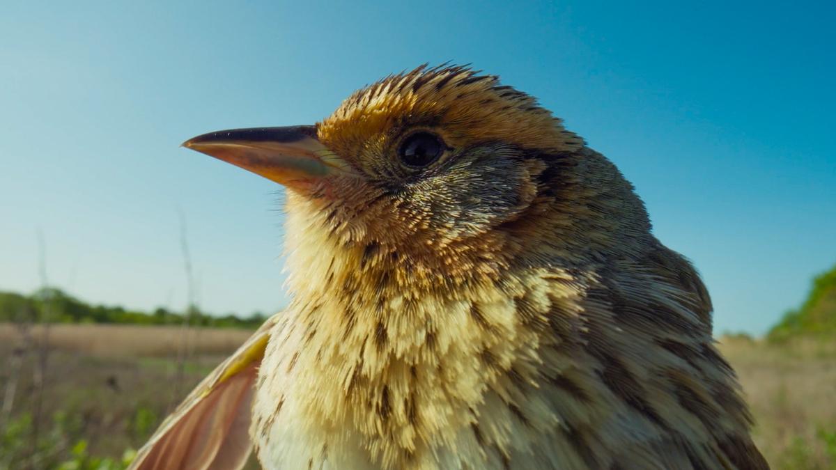 Racing rising tides, volunteers work to save a bird on the brink | Aeon Videos
