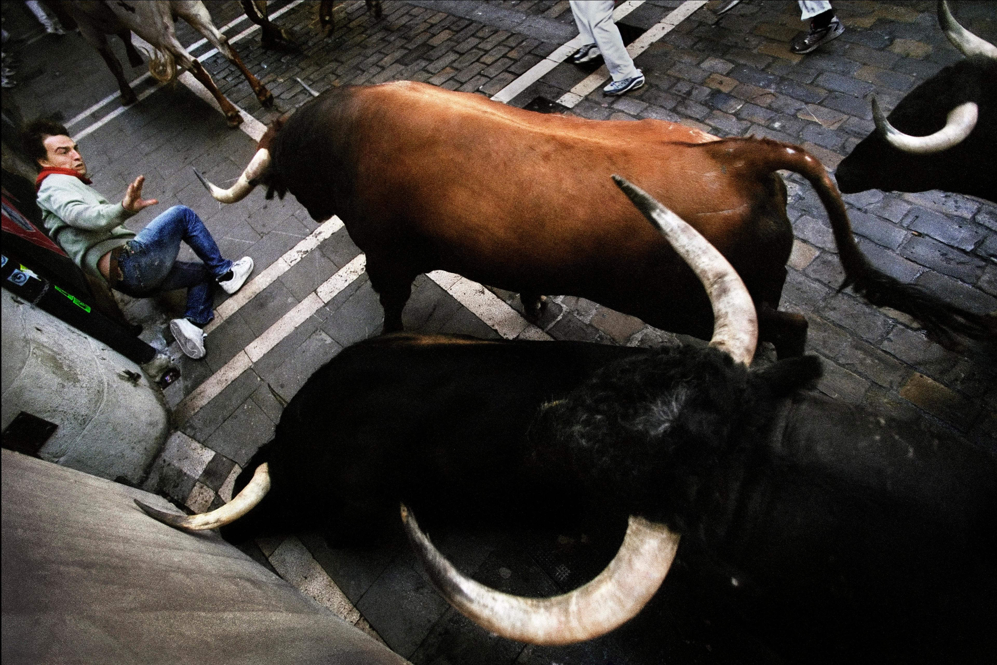 Photo of a person falling near running bulls on a cobblestone street during a bull run event, with legs and hooves in motion.