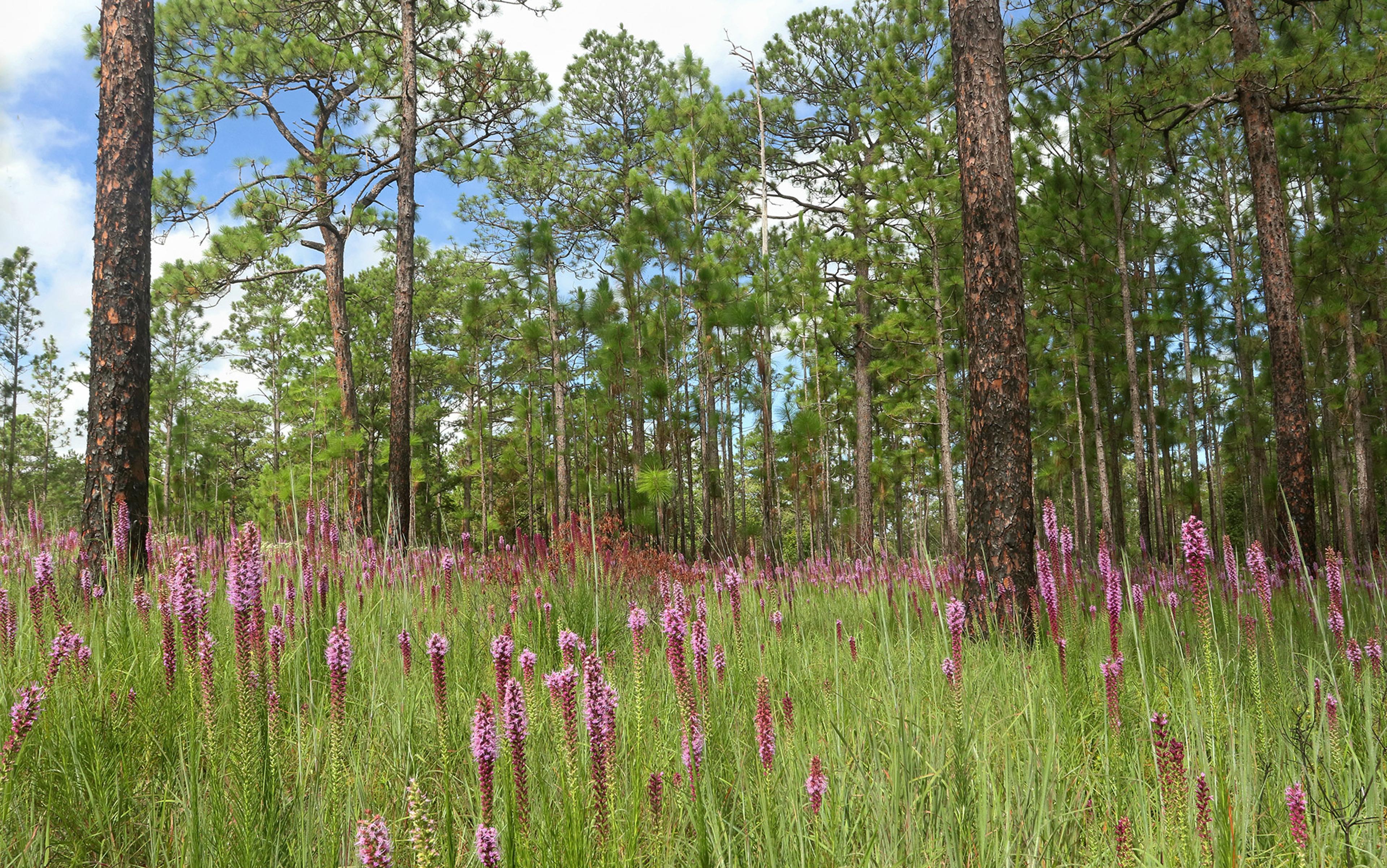 GRASSLANDS COMING (when i'll have enough time for it)] Every known