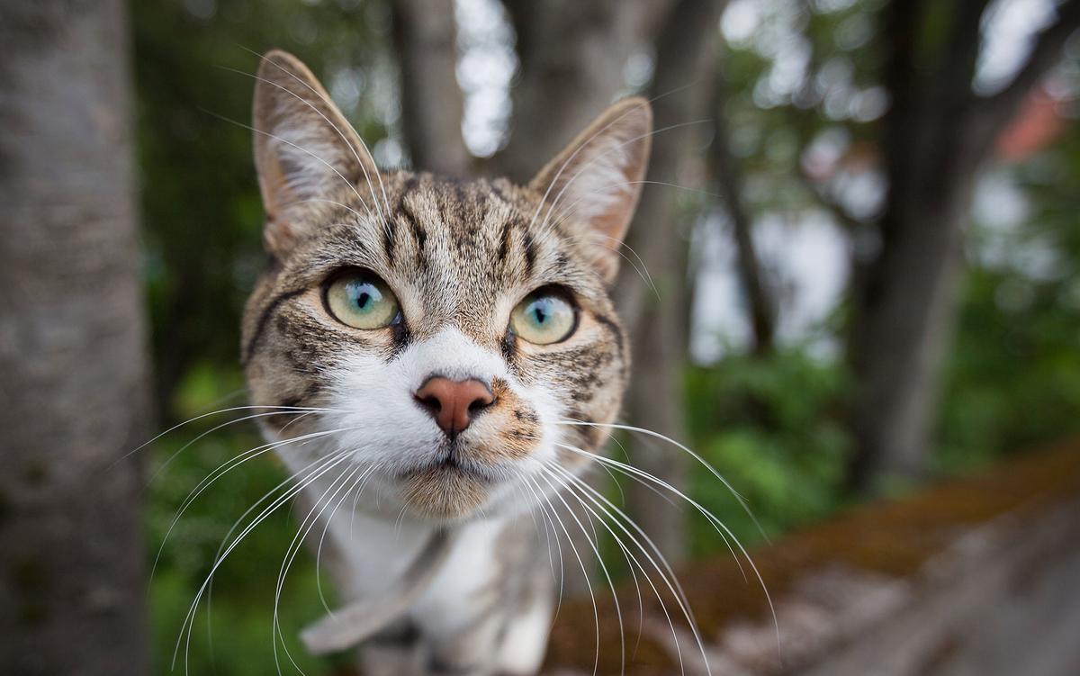 The uncanny familiar: can we ever really know a cat?