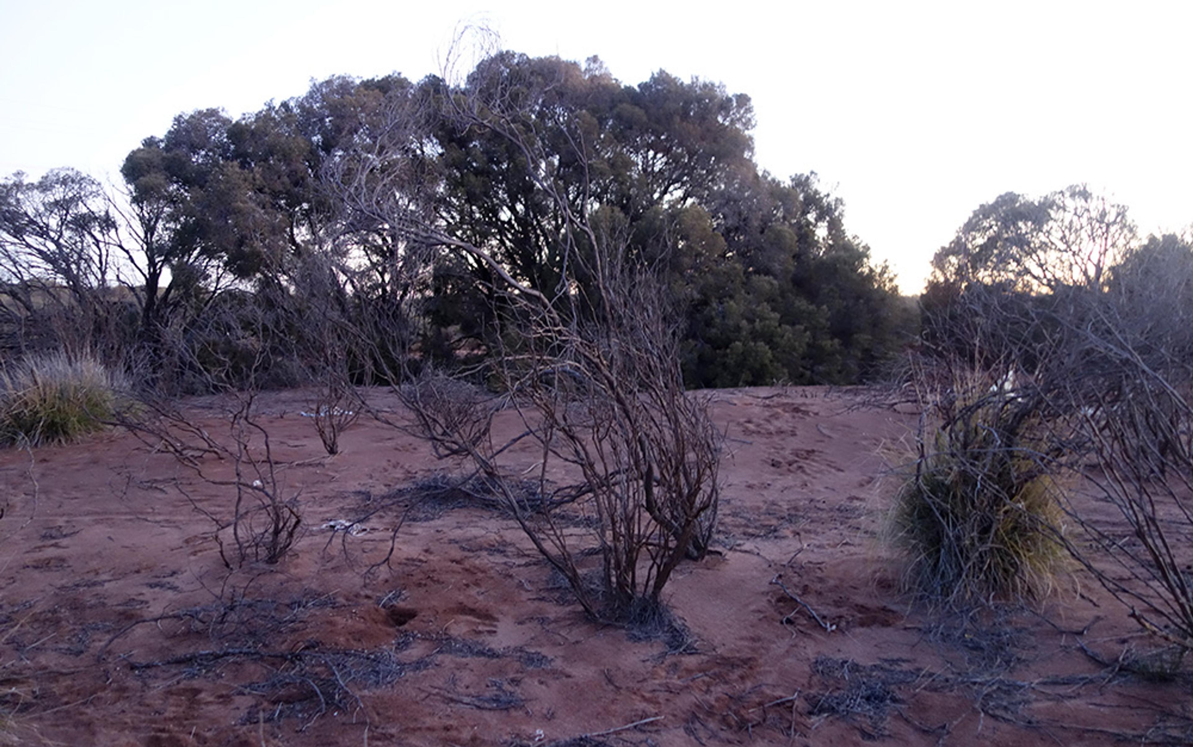 A desert landscape with sparse, dry bushes on sandy ground, and dense green trees in the background under a twilight sky.