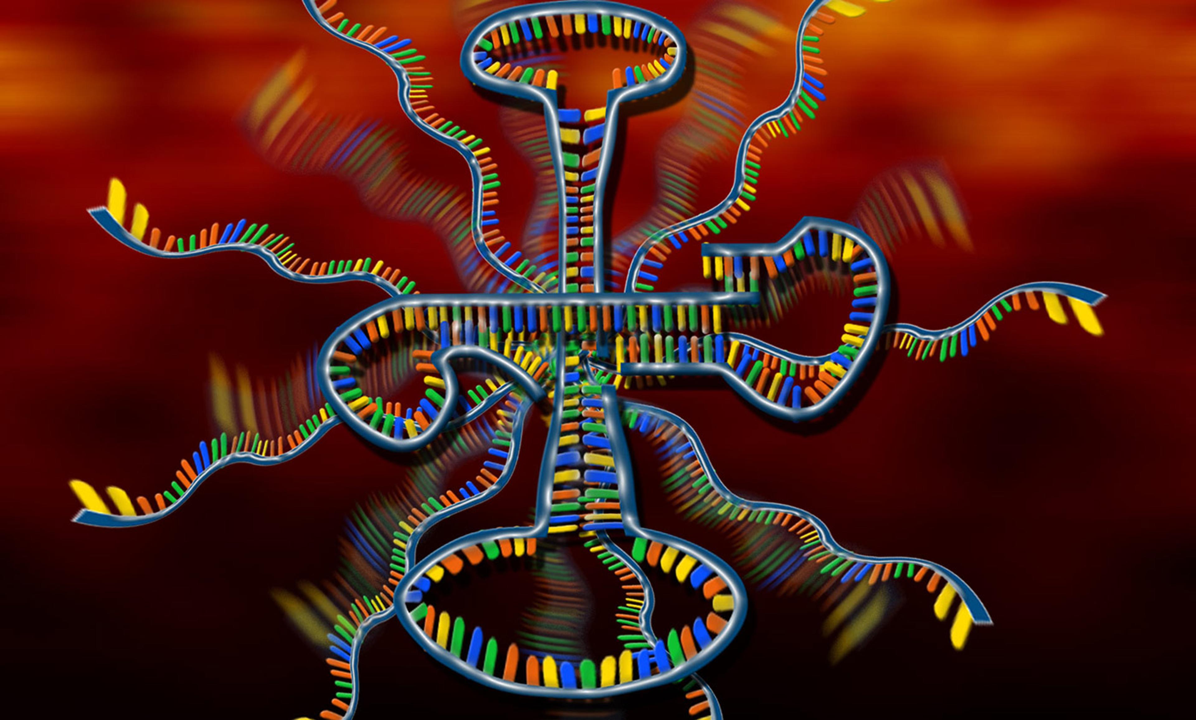 <p>An artist’s rendering of a Ribonucleic Acid (RNA) molecule. <em>Courtesy Nicolle Rager Fuller, National Science Foundation</em></p>