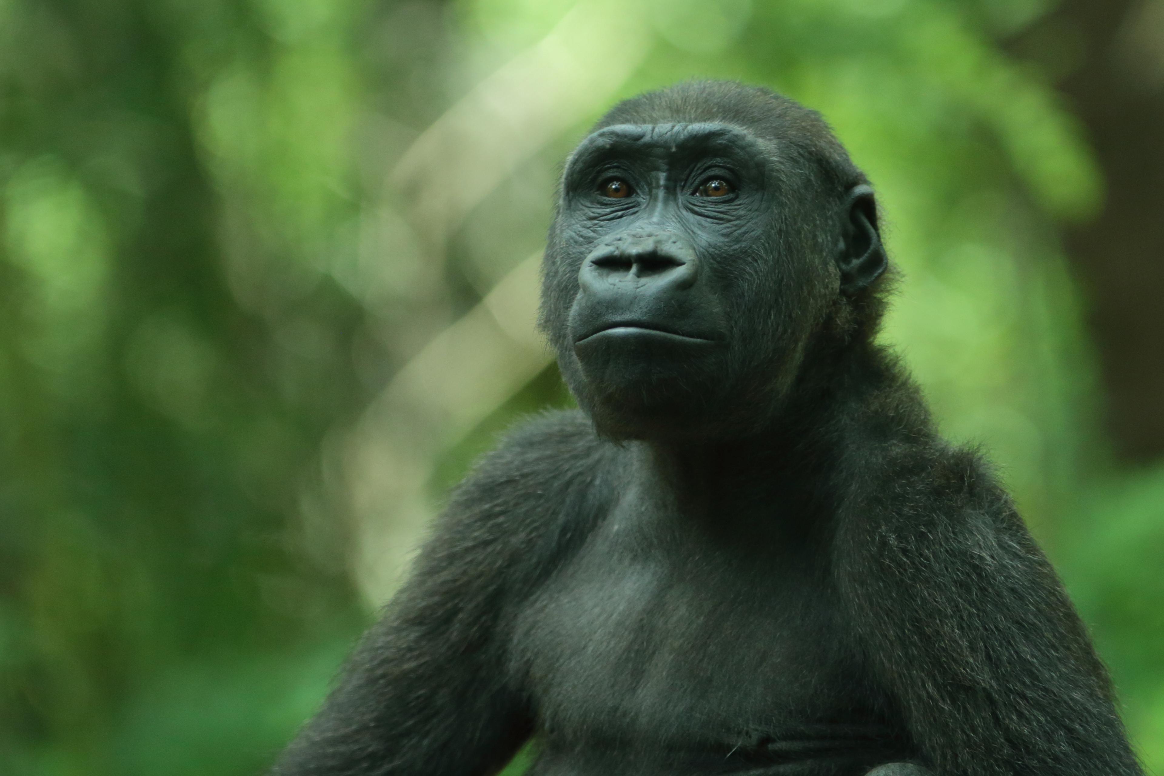 Photo of a young gorilla with a pensive expression set against a blurred green forest background.