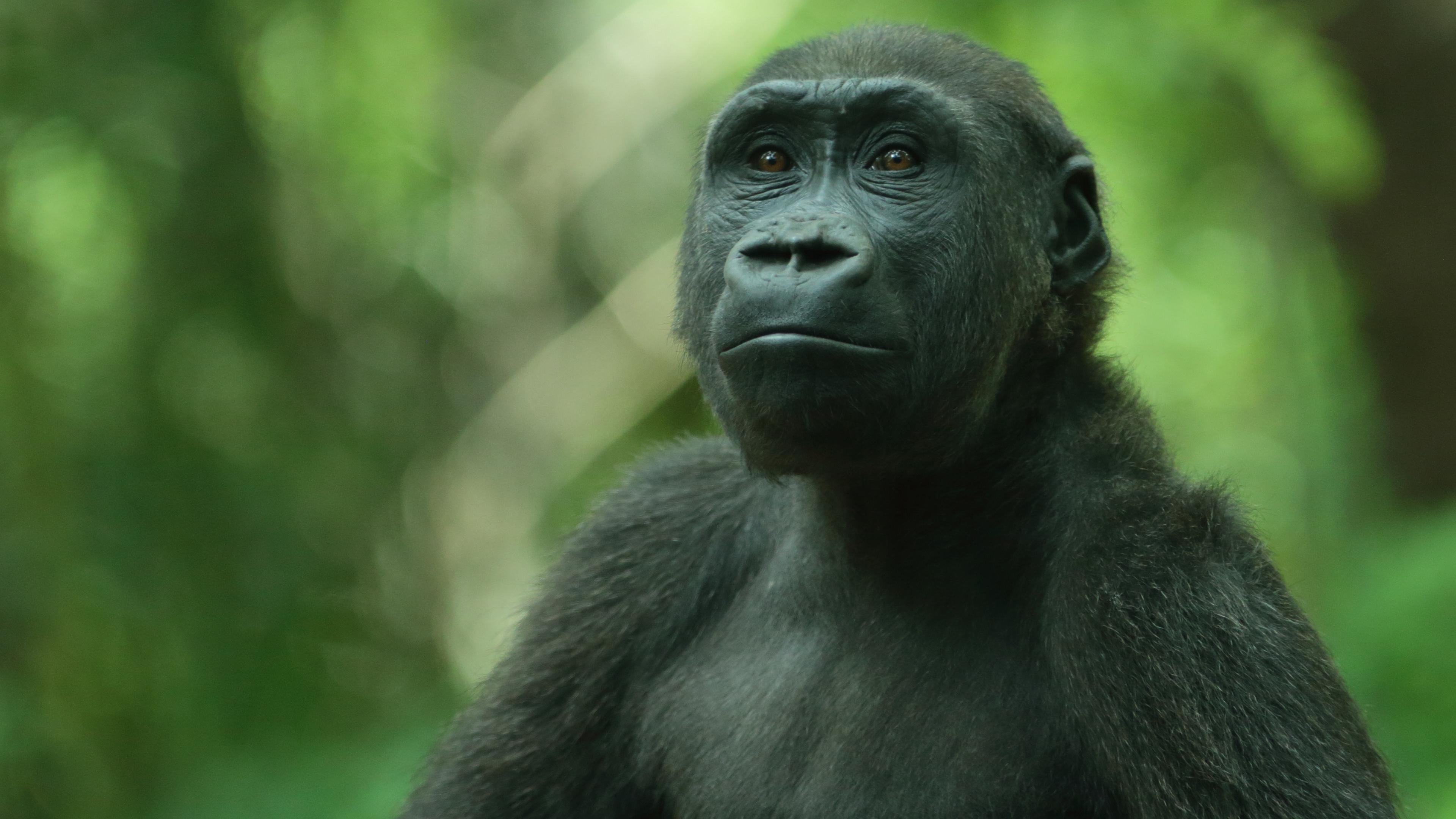 Photo of a young gorilla with a pensive expression set against a blurred green forest background.