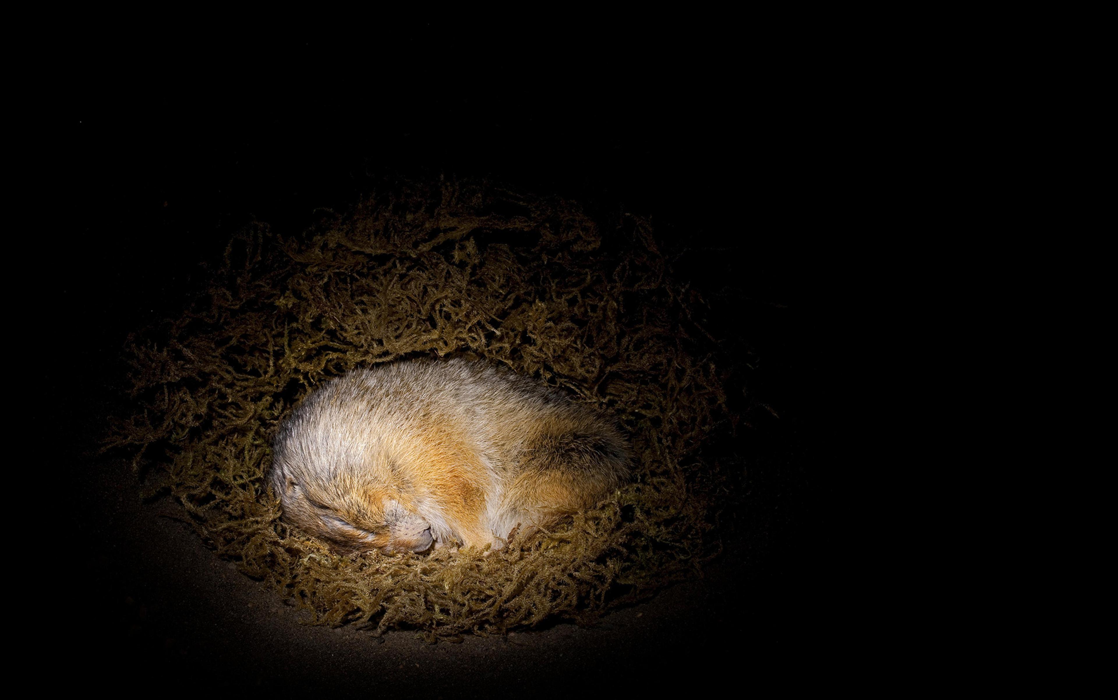 A small animal curled up asleep on brown moss against a black background illuminated by a spotlight.