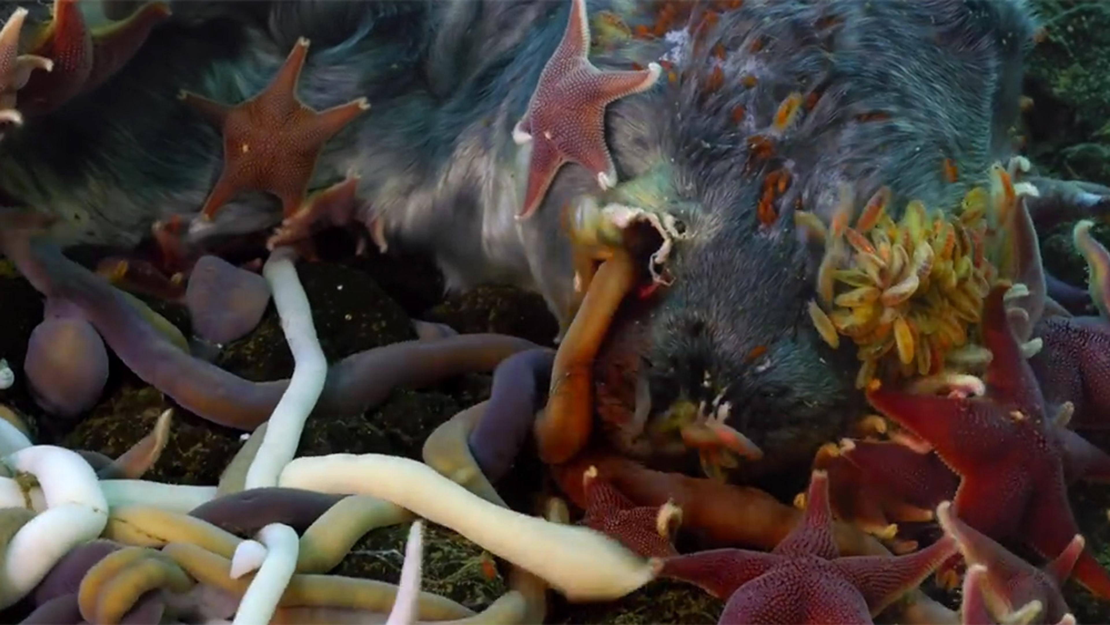 Various sea creatures, including starfish and marine worms, surrounding a partially visible carcass underwater.