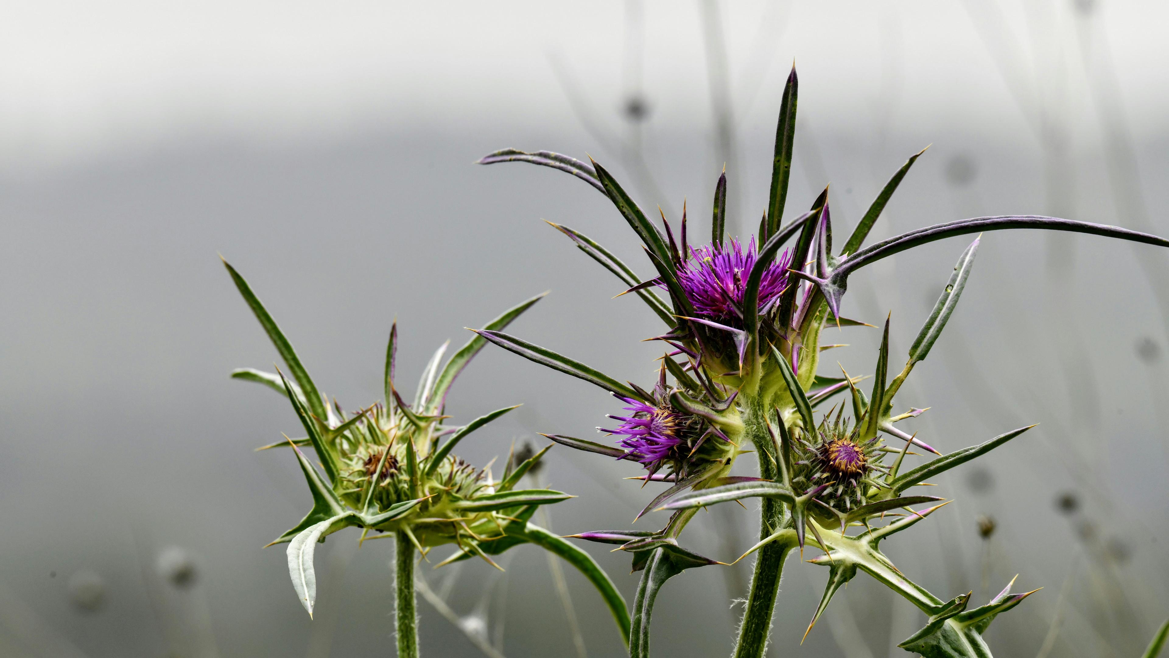 Green spiky thistle plants with purple flowers against a blurred grey background.