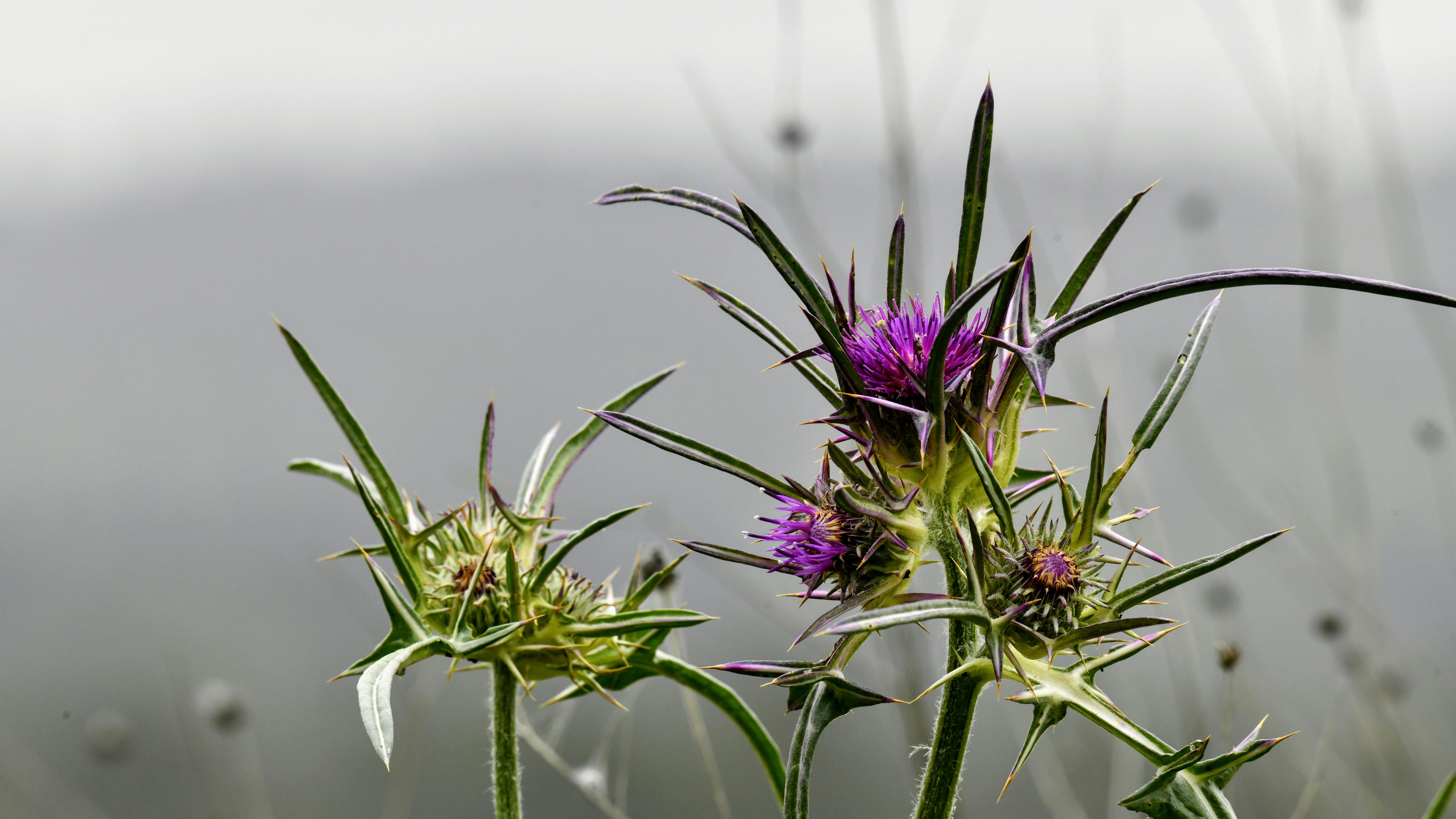 Green spiky thistle plants with purple flowers against a blurred grey background.