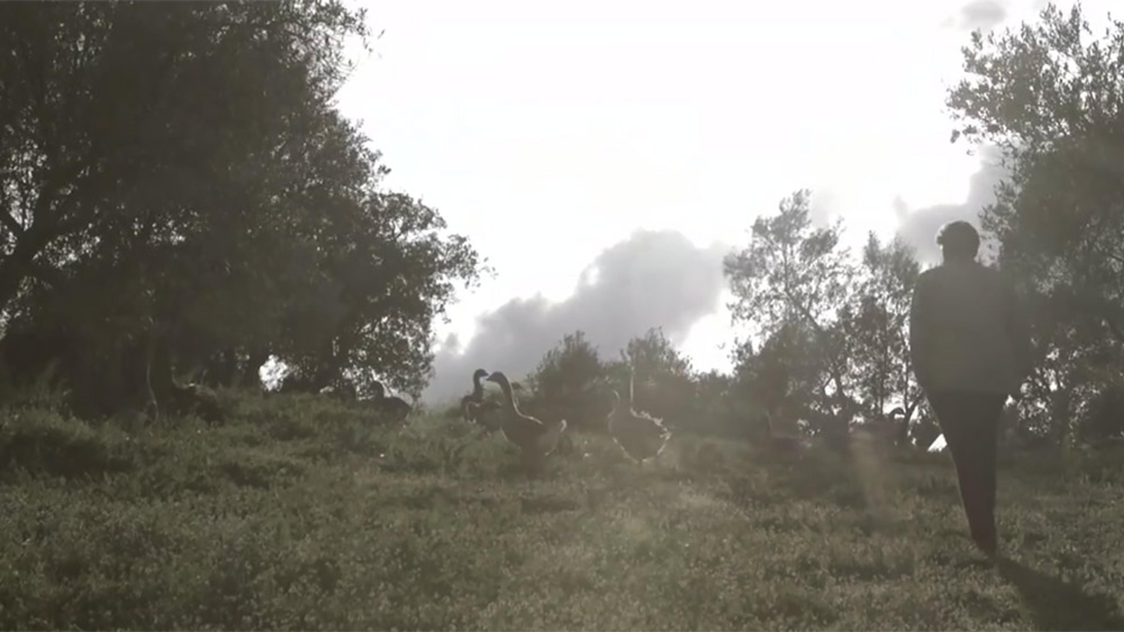 A person walking in a grassy field with trees and grazing animals, backlit by the sun, creating a serene atmosphere.