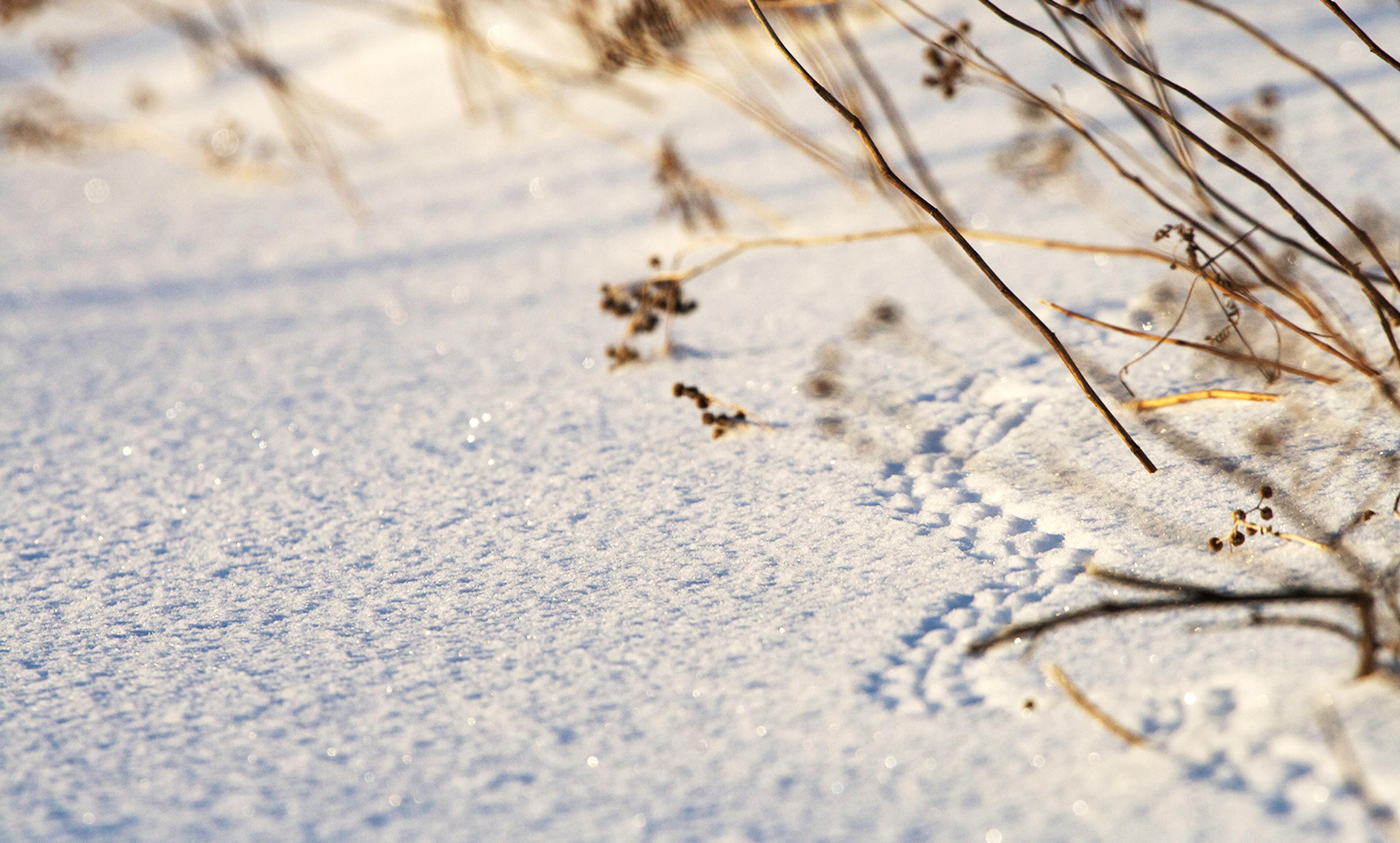 <p>Little tracks. <em>Photo Matt MacGillivray/Flickr</em></p>