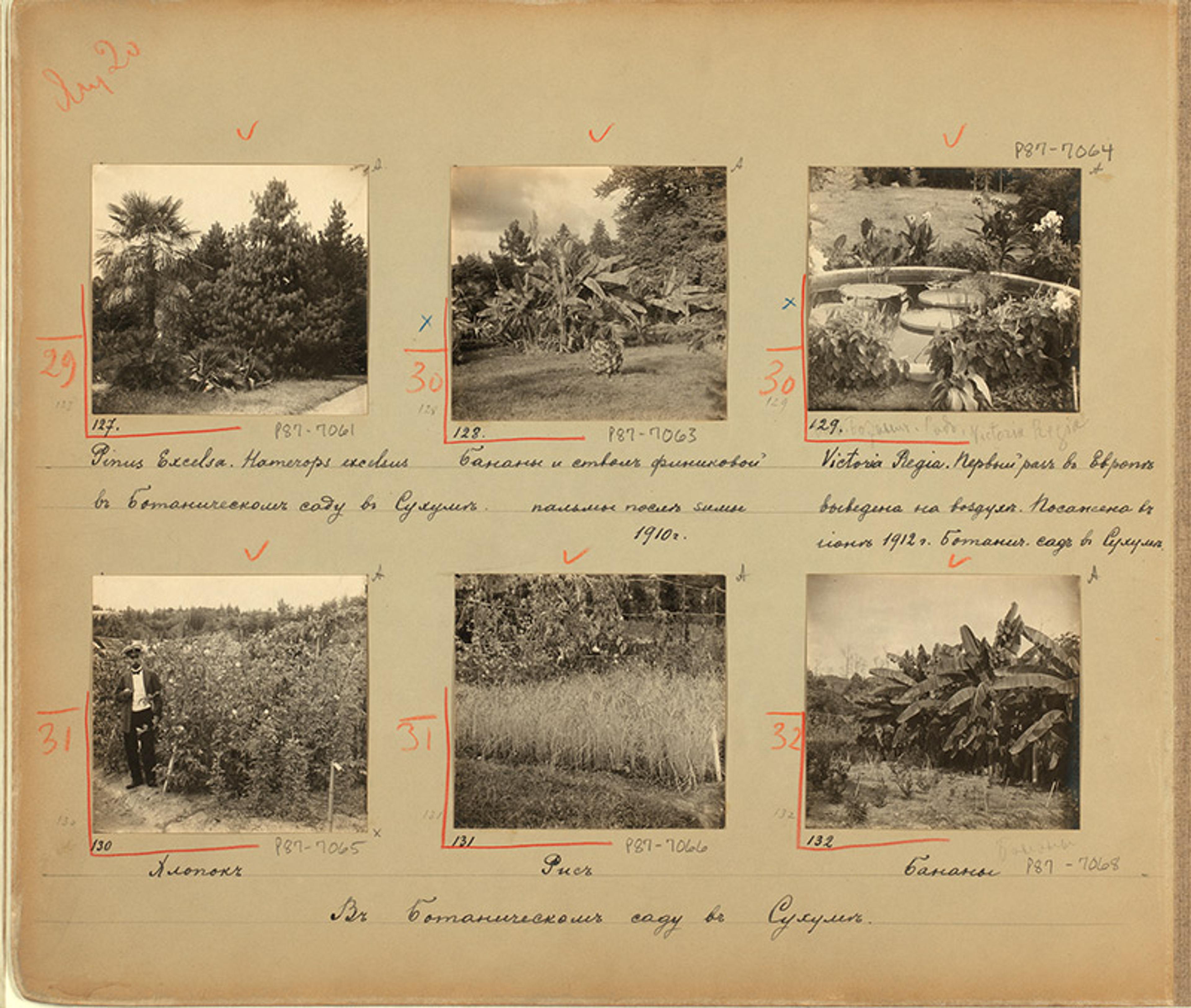 Photo collage of six botanical garden scenes from 1910s Russia, with handwritten notes in Russian, mounted on an old album page.