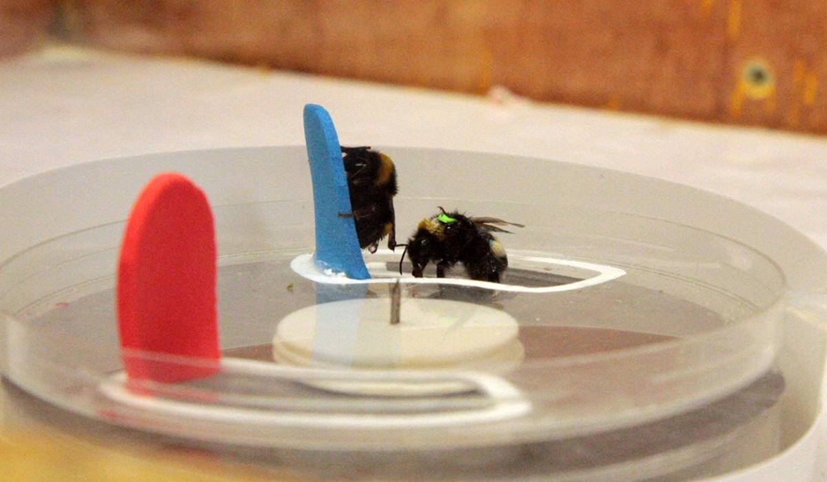 Bees push coloured tabs to access a sugary reward