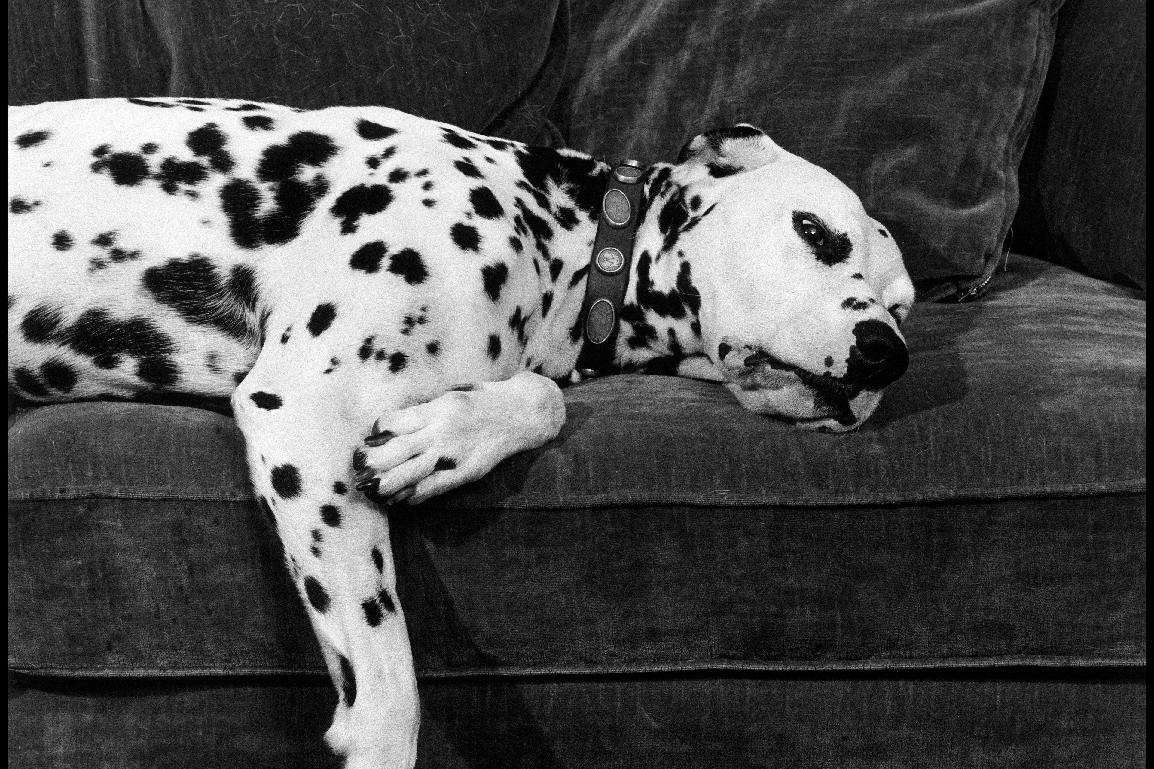 Black and white photo of a Dalmatian lounging on a sofa with its head and paw hanging over the edge.